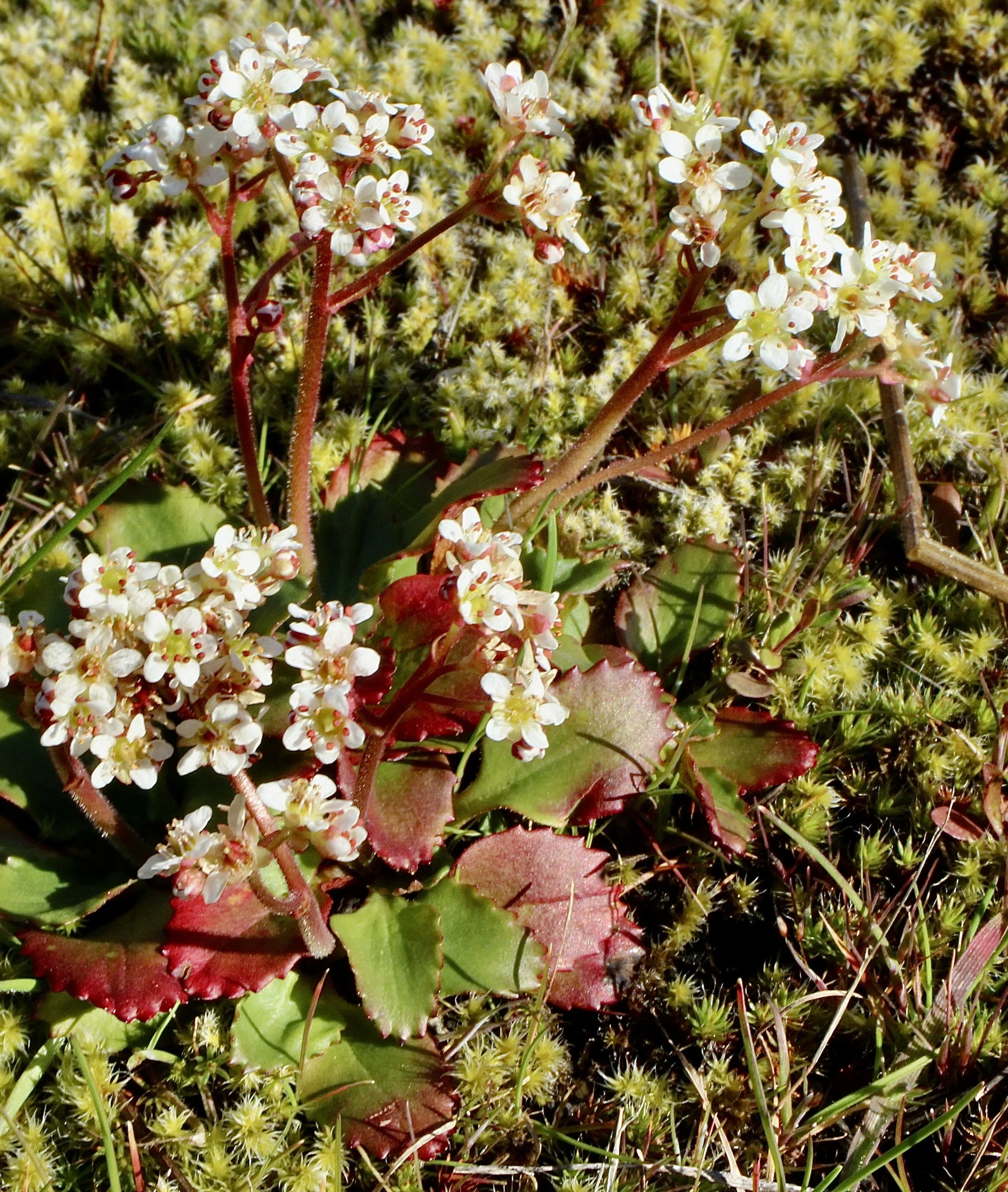 multiple stems and leaves.JPG