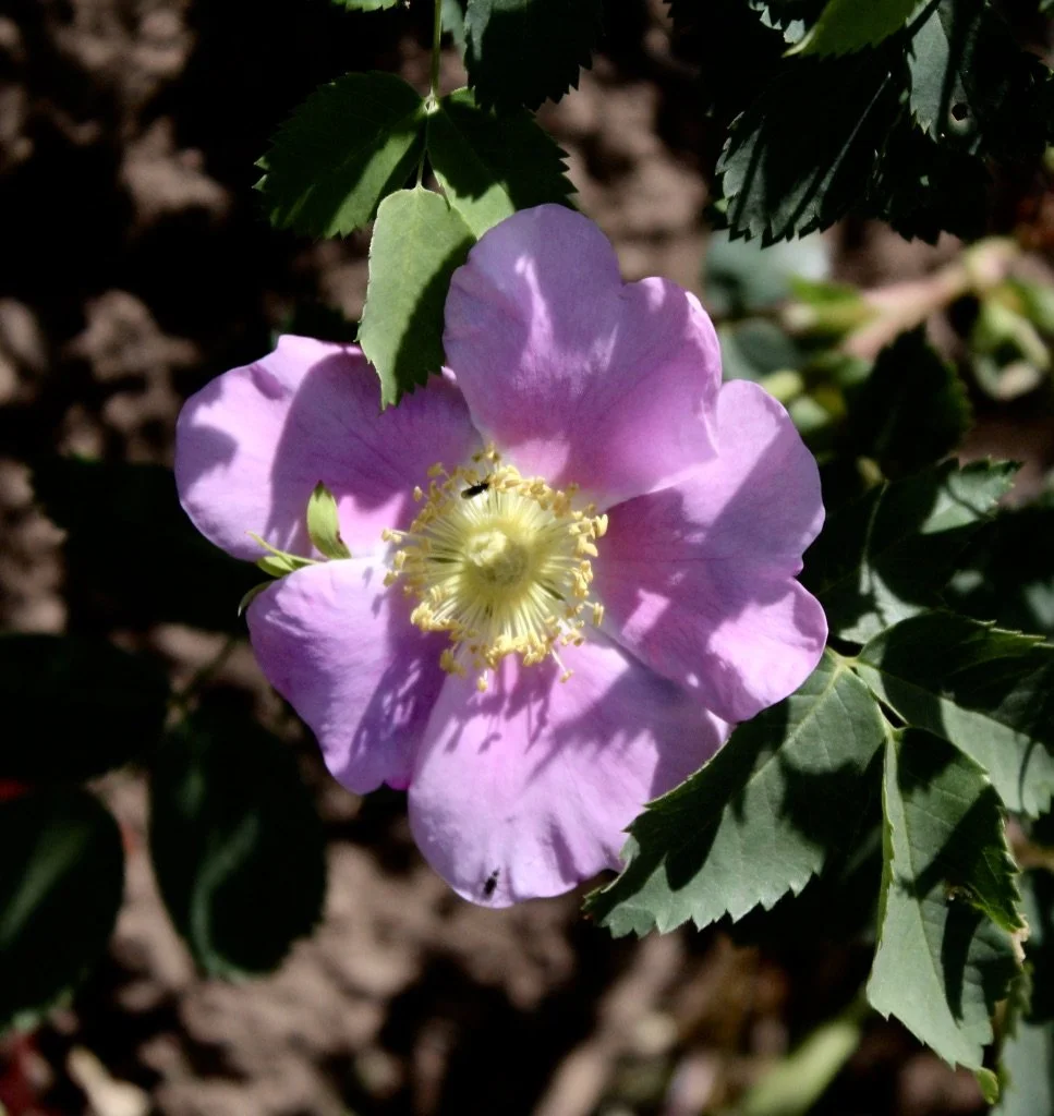 Click on this photo to return to the Shrubs and Small Trees page