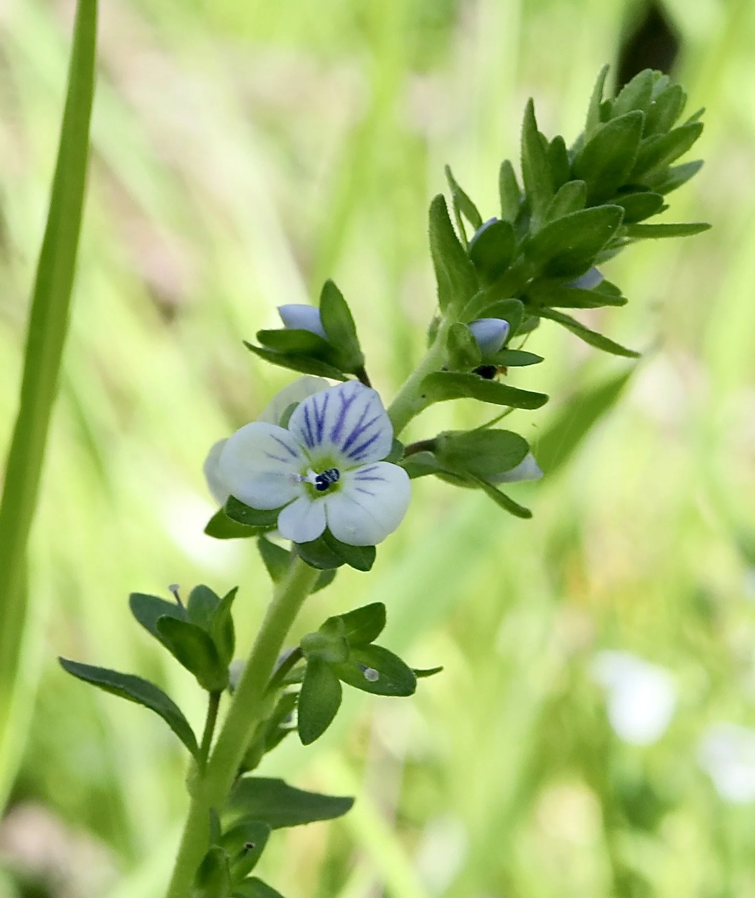 Thyme-leaved Speedwell  //  Veronica serpyllifolia  --  Sams Walker Loop  4/26/2026