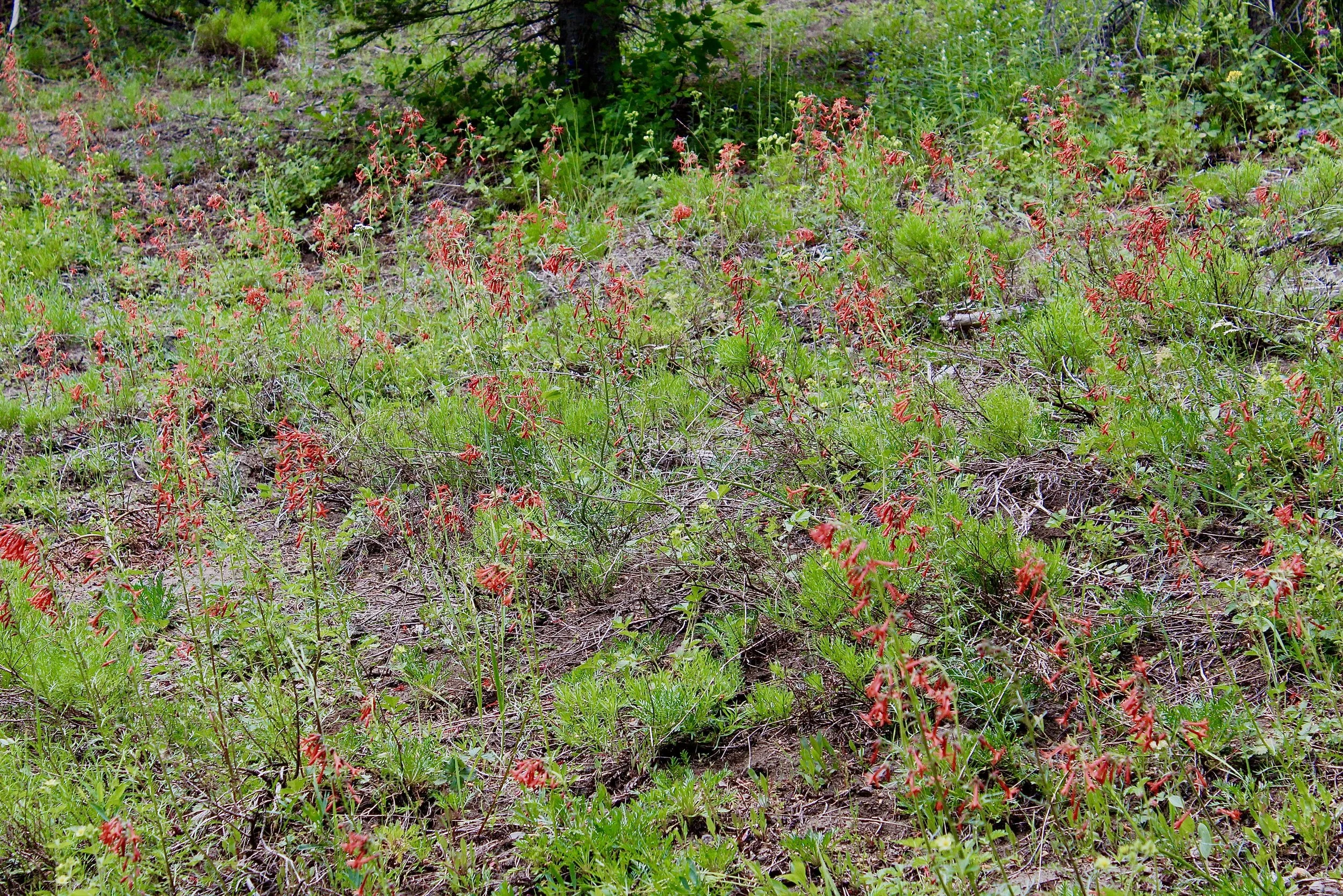 Field of Scarlet Gilia on Crofton Ridge trail, July 4, 2018