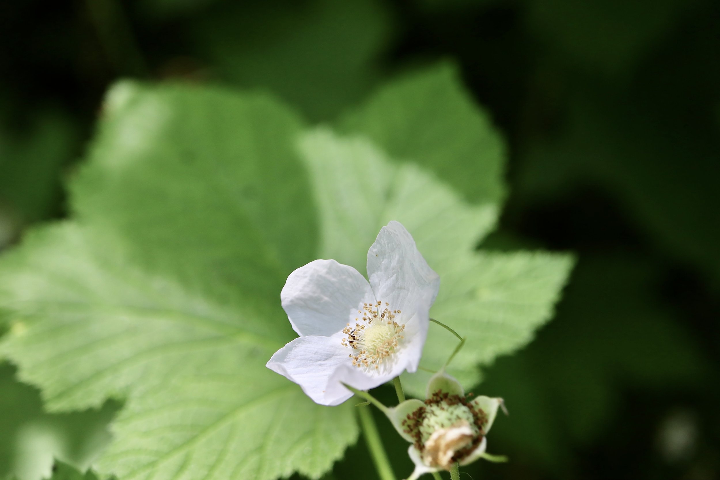 Thimbleberry  //  Rubus parviflorus  --
Pool of the Winds Trail 6/11/2025