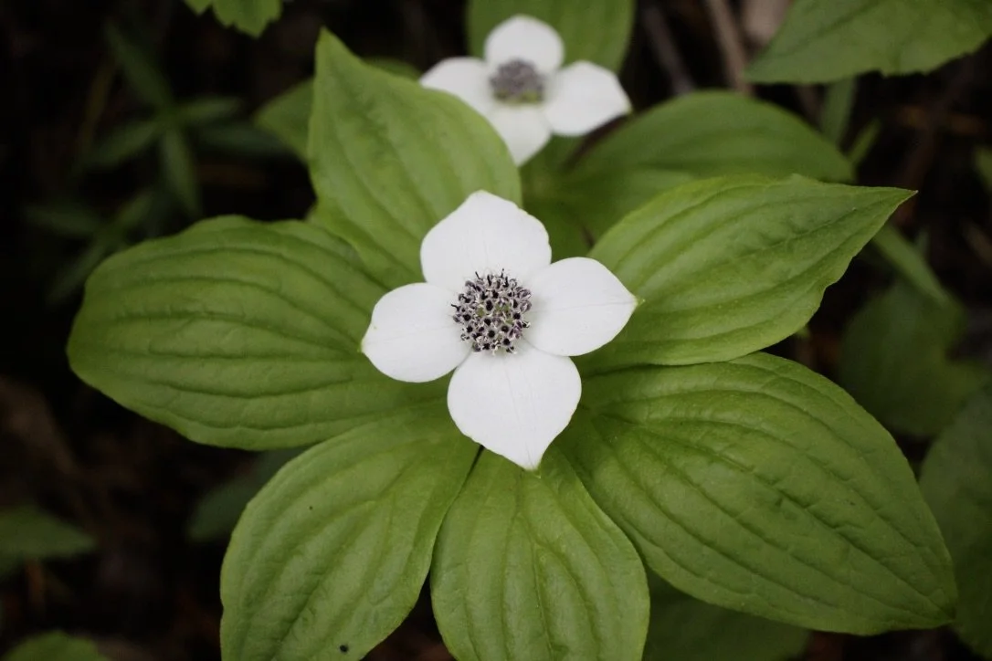 Click on this photo to return to the White Wildflowers page