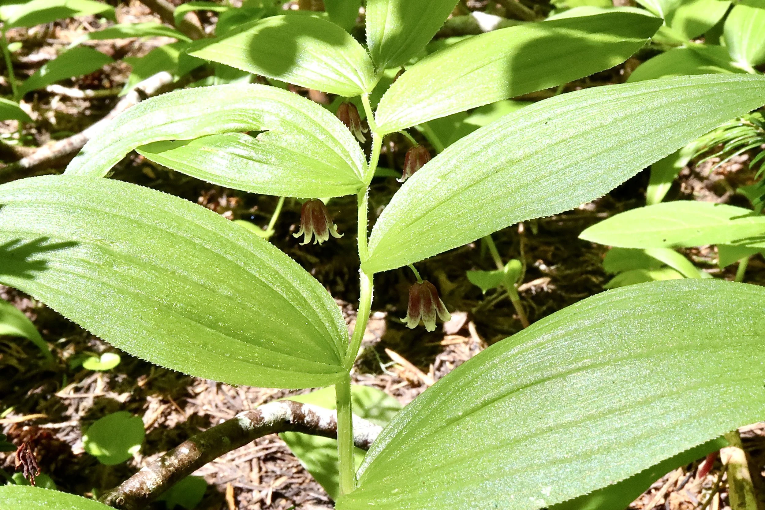 Look carefully under the leaves to find the flowers