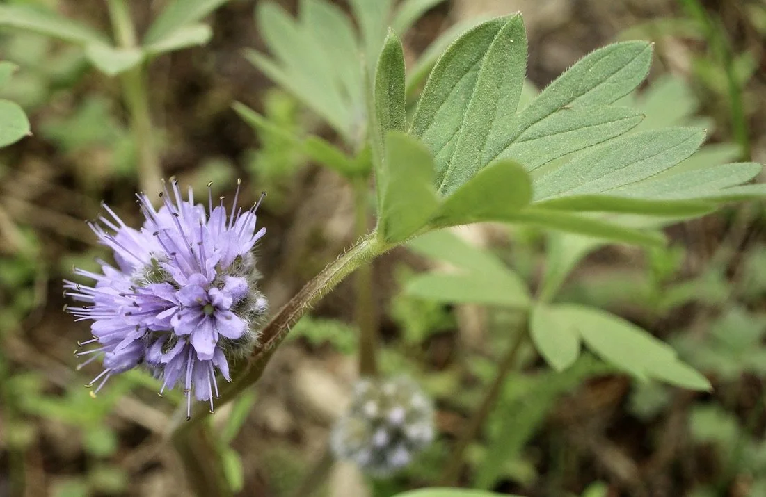 Ballhead Waterleaf  //  Hydrophyllum capitatum var capitatum  --  Eagle Creek  3/21/2021