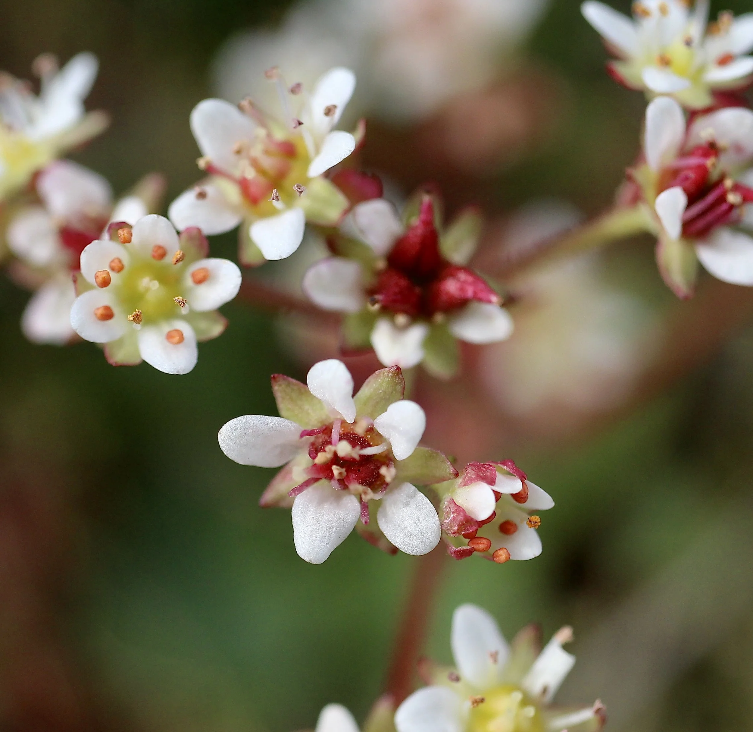 western saxifrage - occidentalis.JPG