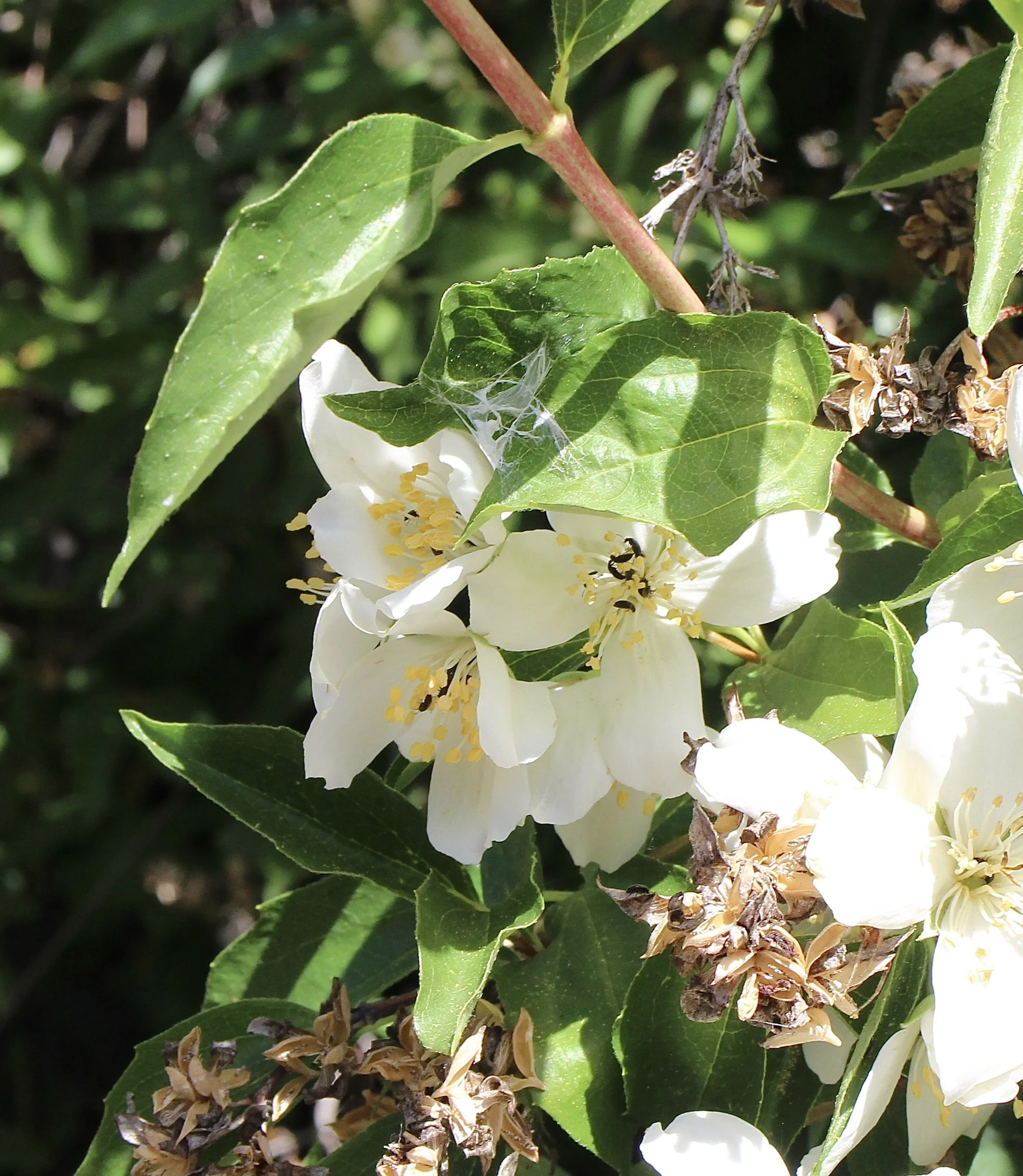mock orange 4.JPG