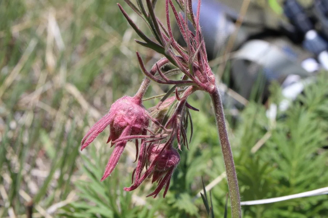 Camp Creek Road, Zumwalt Prairie, May 25, 2023
