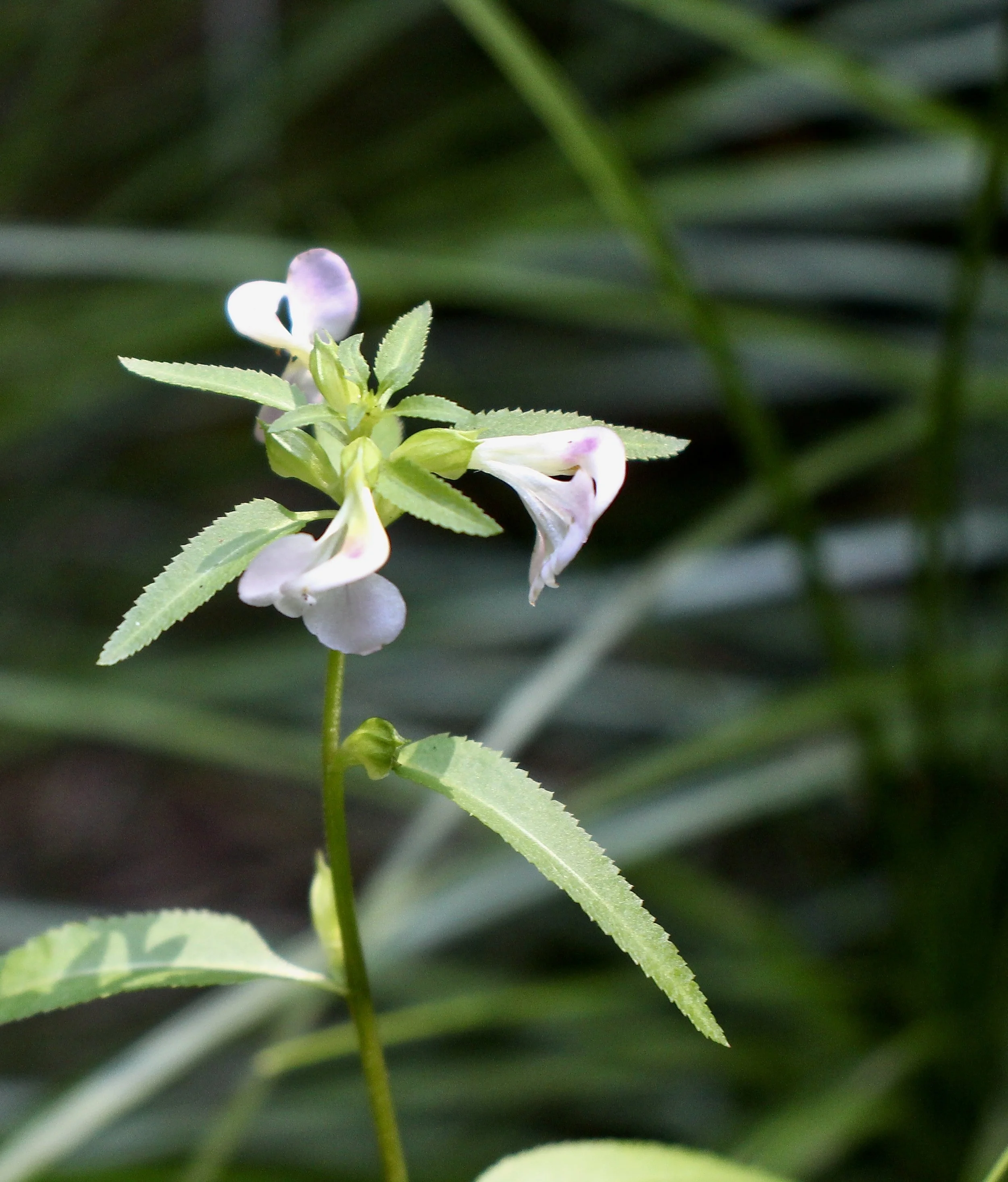Click on this photo to return to the White Wildflowers page
