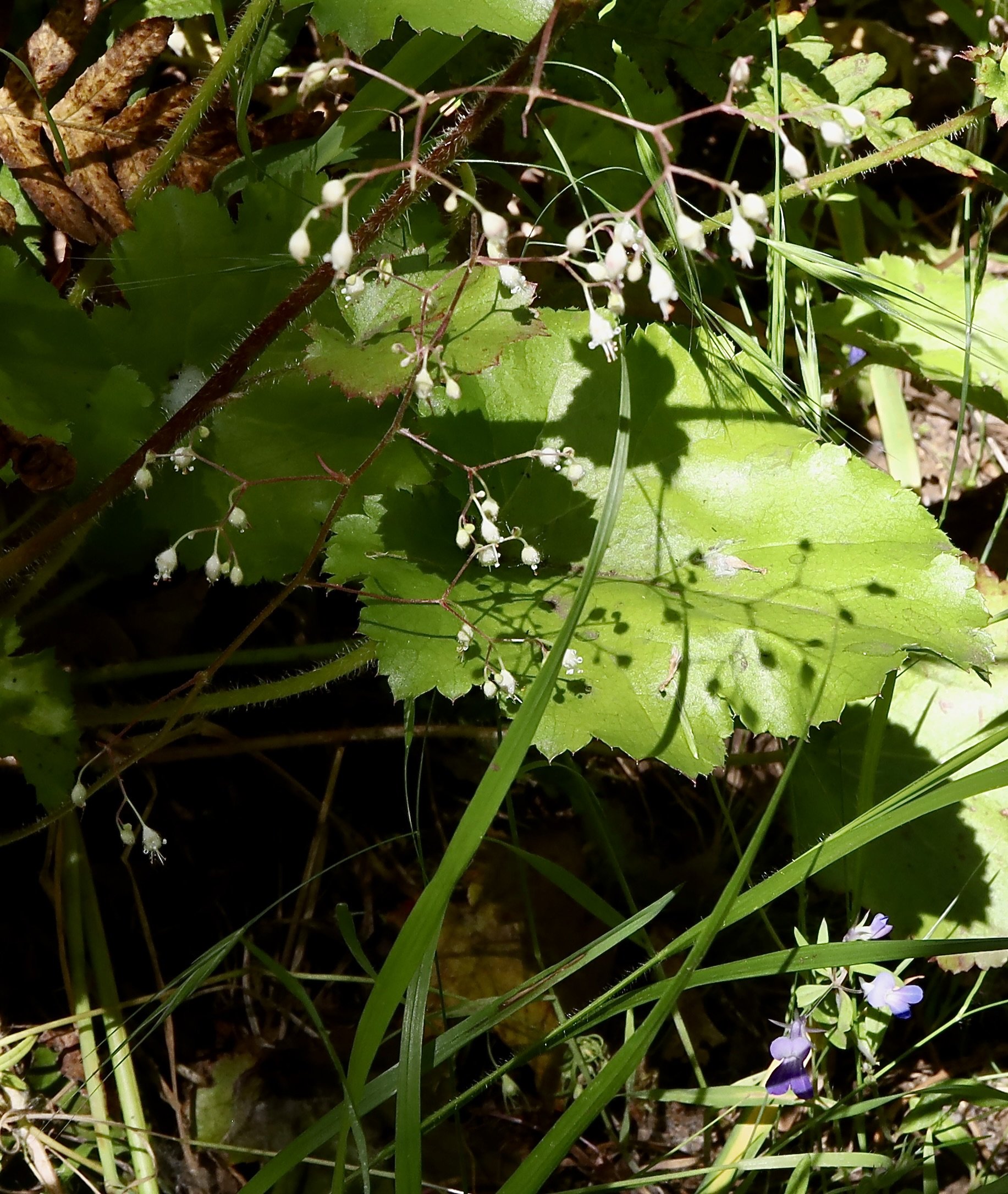 Crevice Alumroot  //  Heuchera micrantha  --  Camassia Nature Preserve 5/18/2026