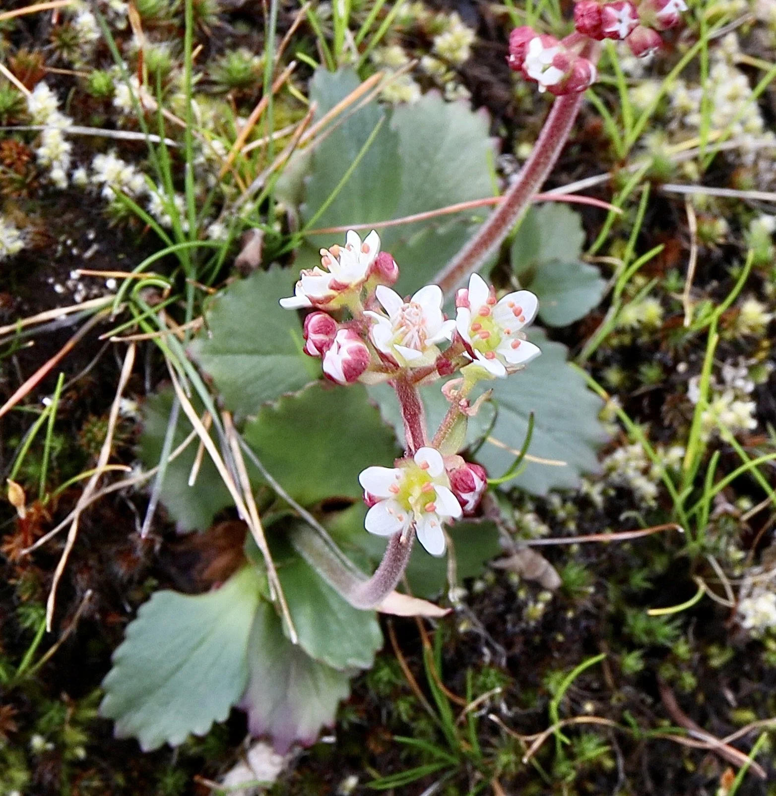 Click on this photo to return to the White Wildflowers page