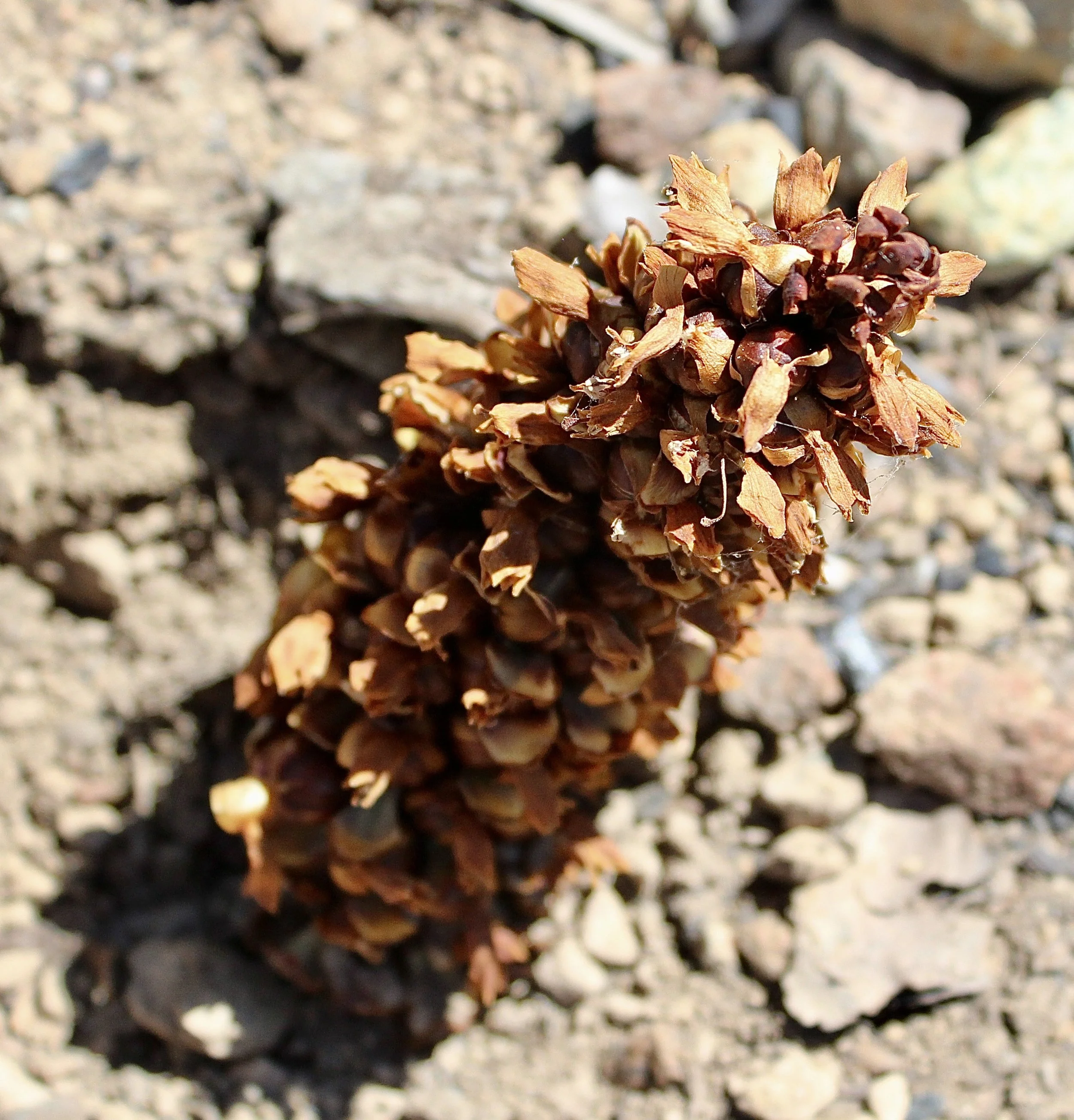 Groundcone  //  Boschniakia strobilacea  --
Babyfoot Lake Trail  7/7/2018