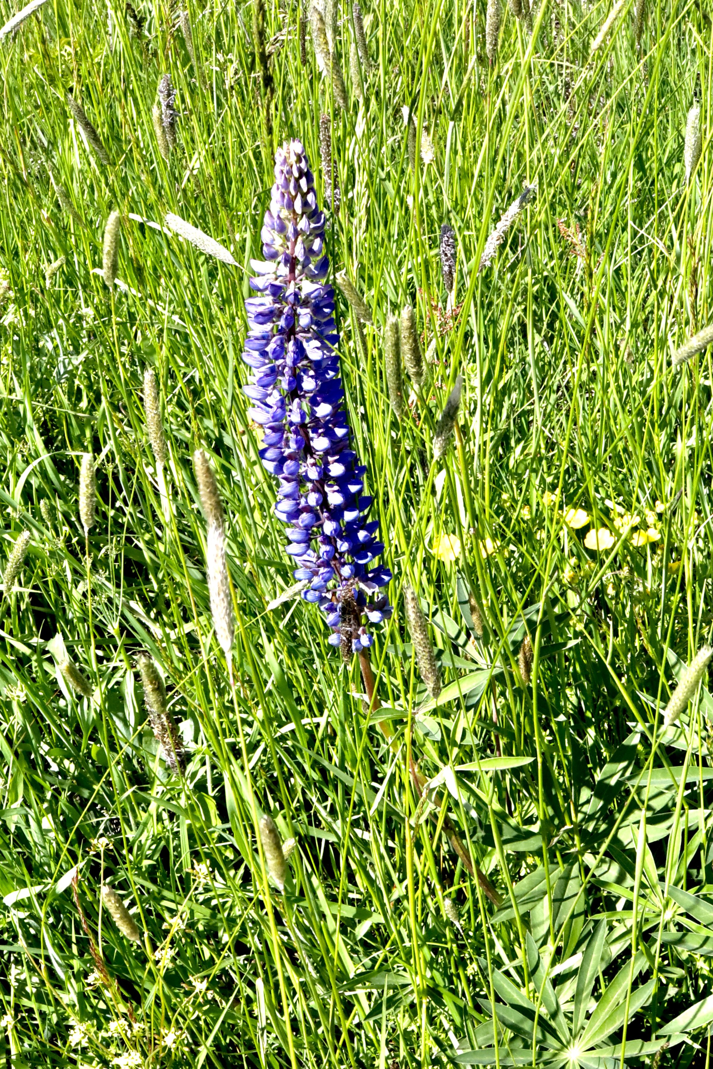 Big-leaf Lupine  //  Lupinus polyphyllus  --  Conboy Lake Wildlife Refuge  5/21/2026