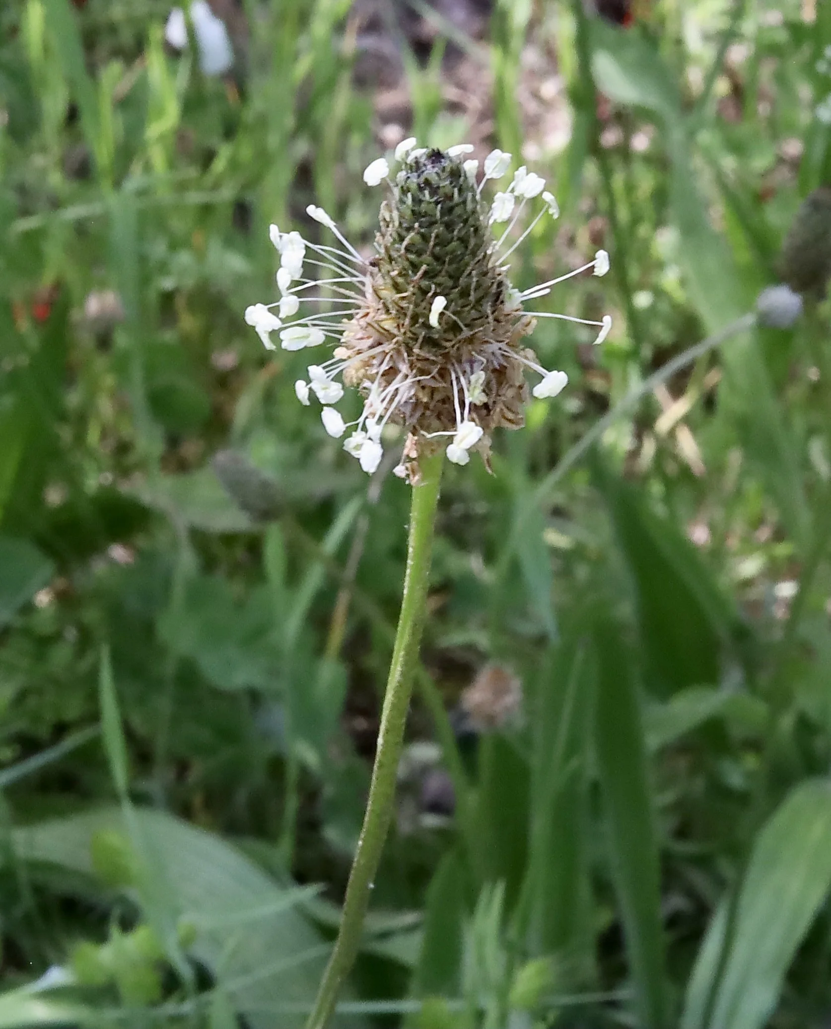 This photo is from a hike at Basket Slough National Wildlife Refuge, May 27, 2026.  Click this photo to return to the White Wildflowers page.