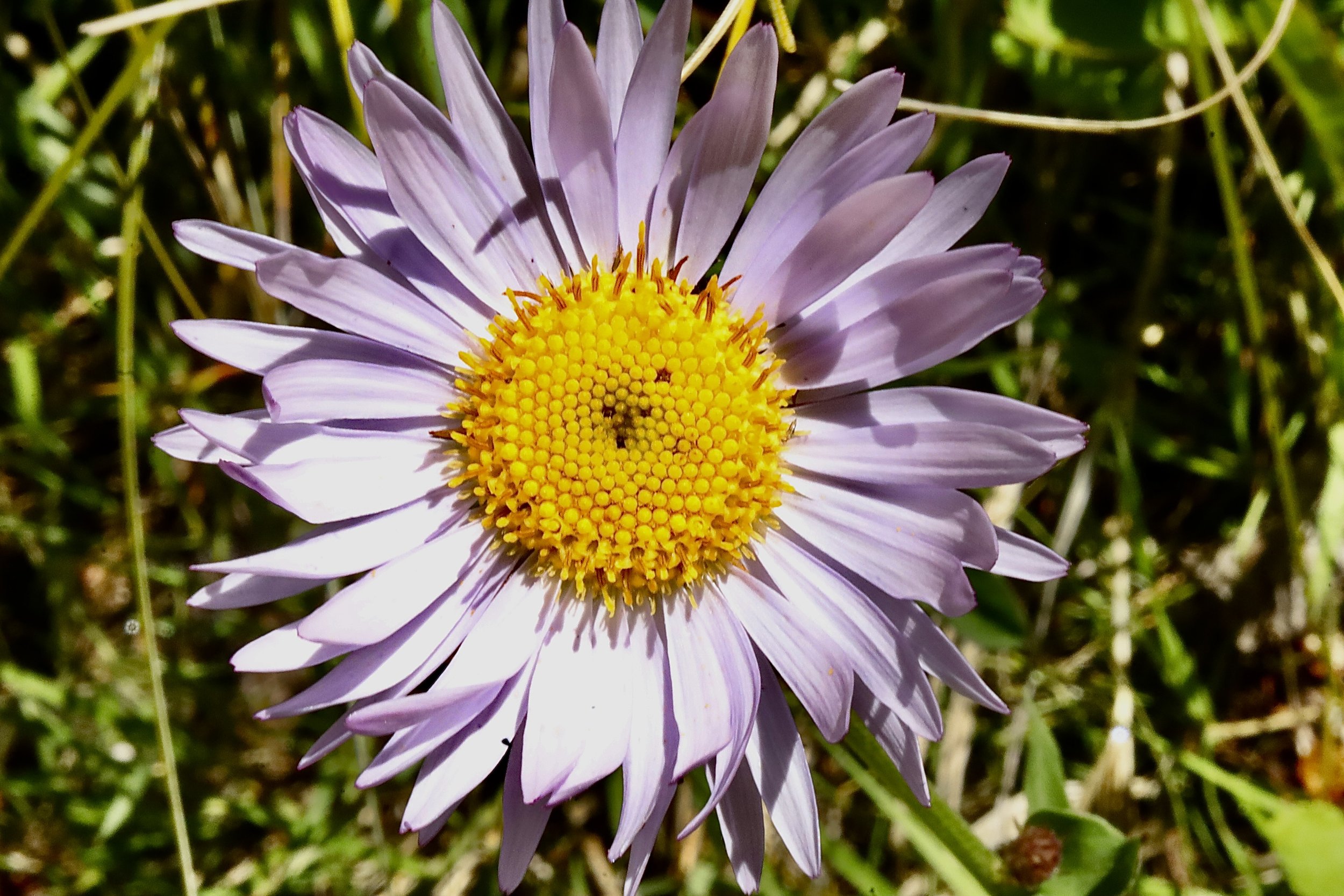Subalpine Fleabane  //  Erigeron glacialis  --  Placid Lake Trail 6/17/26