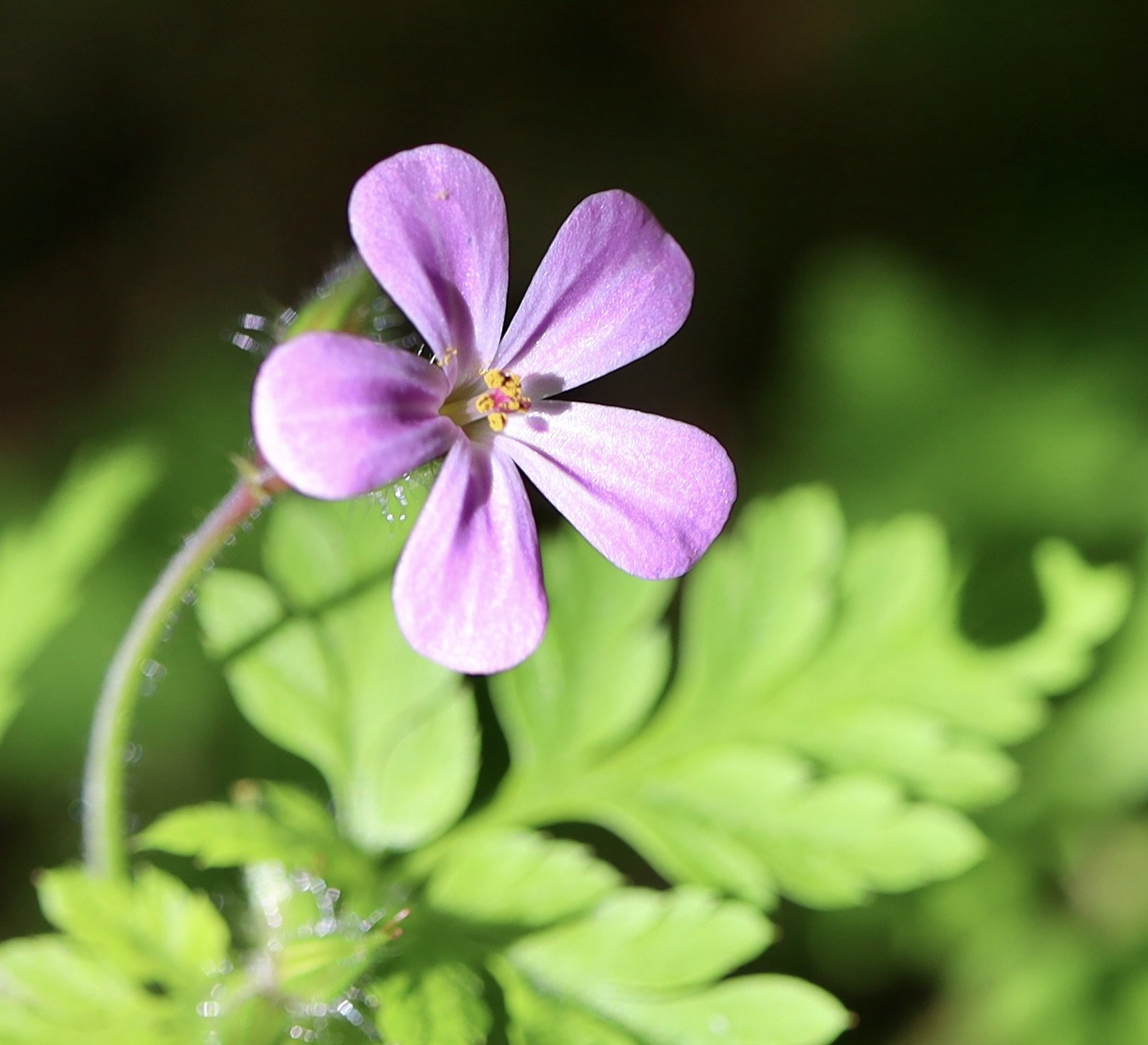 Click on this photo to return to the Red/Pink Wildflowers page
