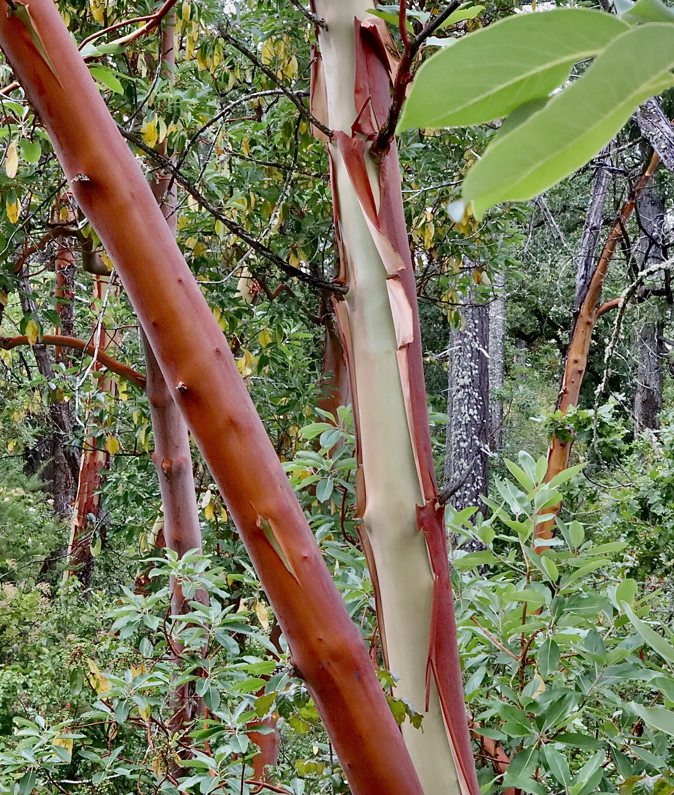 Peeling bark, Camassia Nature Preserve,  July 1, 2026