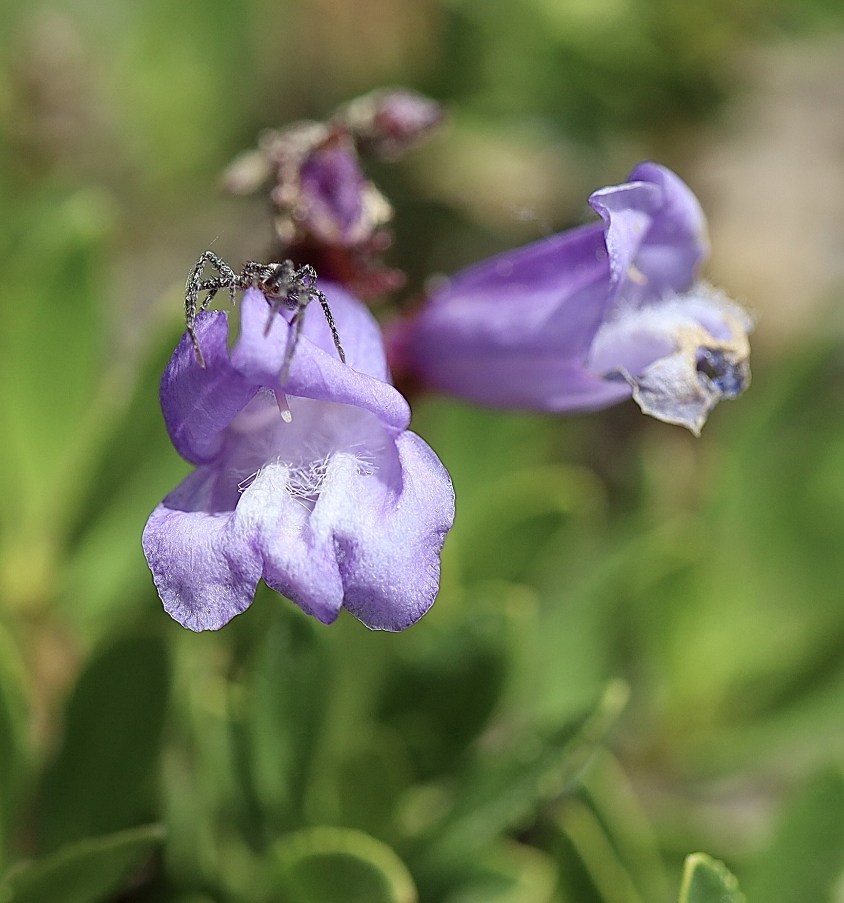 See the little spider?