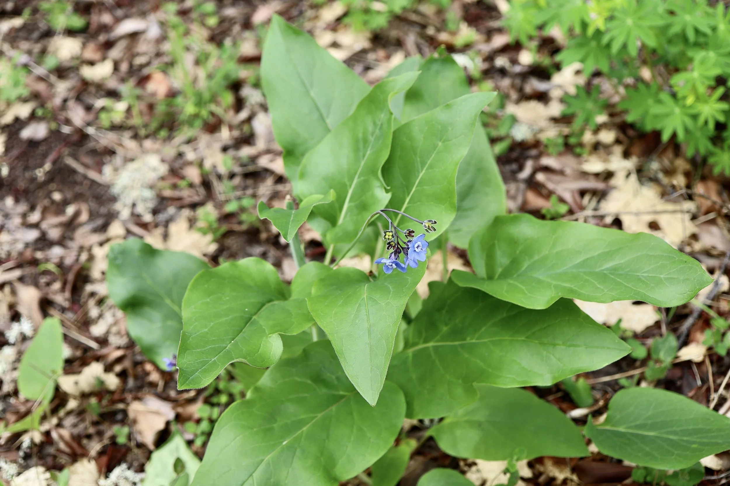 Click on this photo to return to the Blue/Purple/Brown/Green Wildflowers page