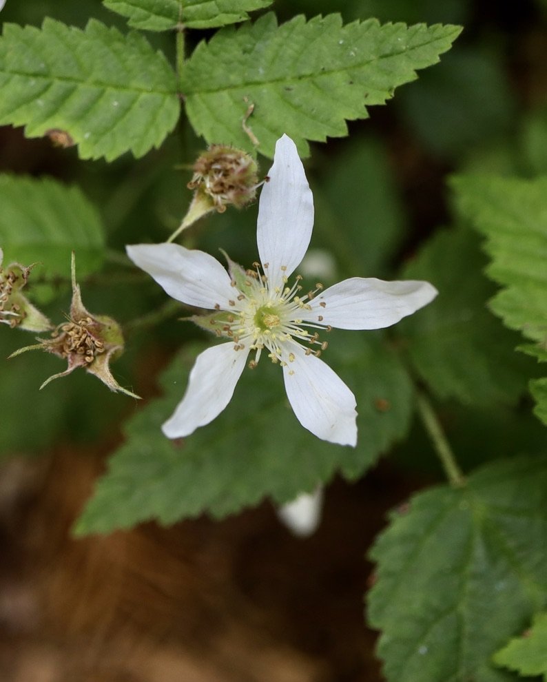 Trailing Blackberry  //  ubus ursinus  
Camassia Preserve 5/5/2025
