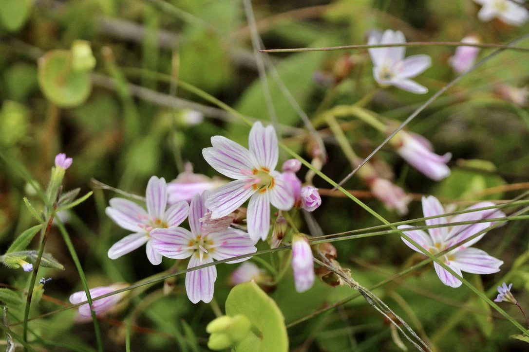 Click on this photo to return to the Red/Pink Wildflowers page