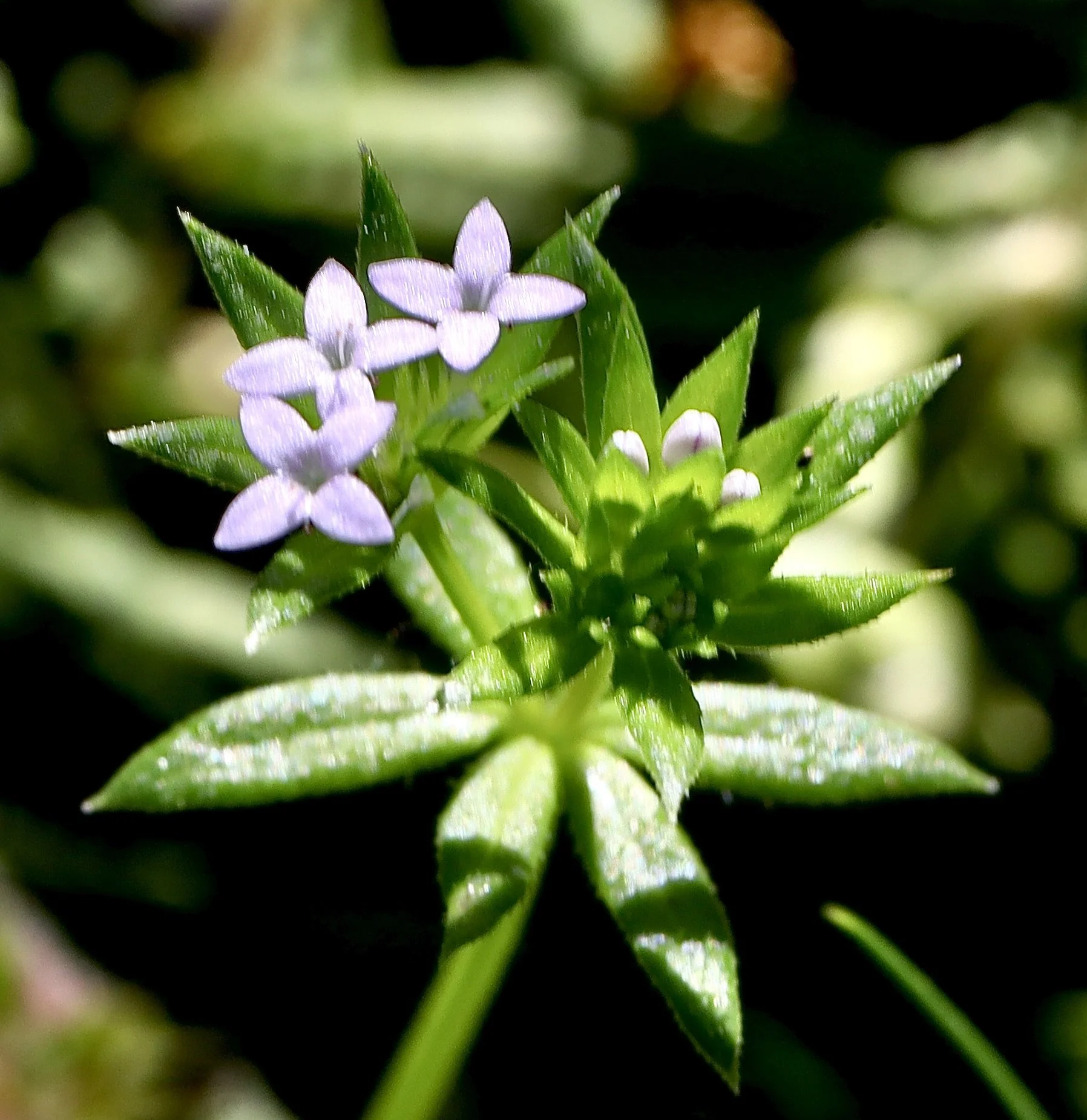 Blue Field Madder  //  Sherardia arvensis  --  Canemah Bluff Trail  5/11/2026