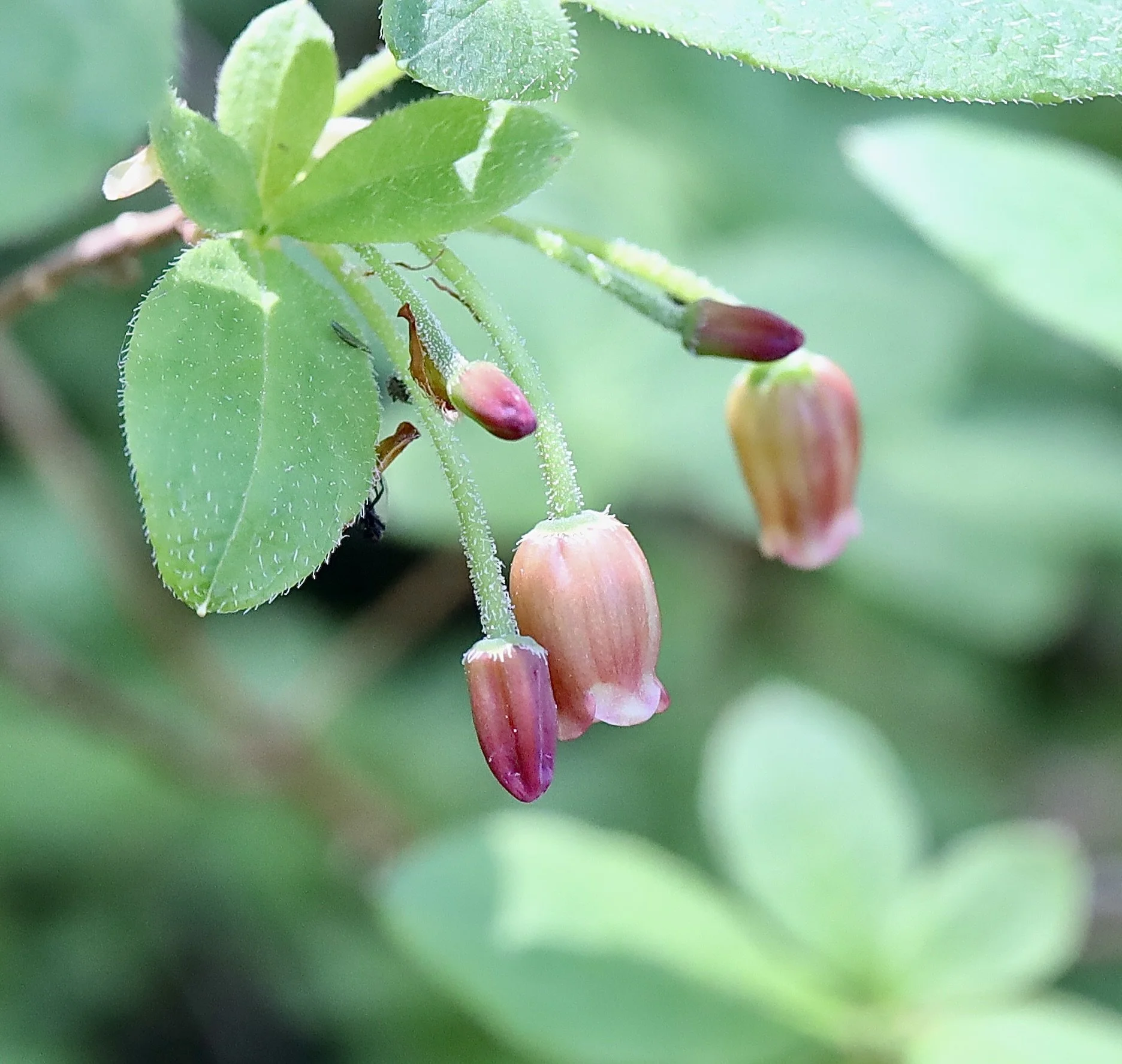 Fool's Huckleberry  //  Rhododendron menziesii  --  Placid Lake 6/17/2026