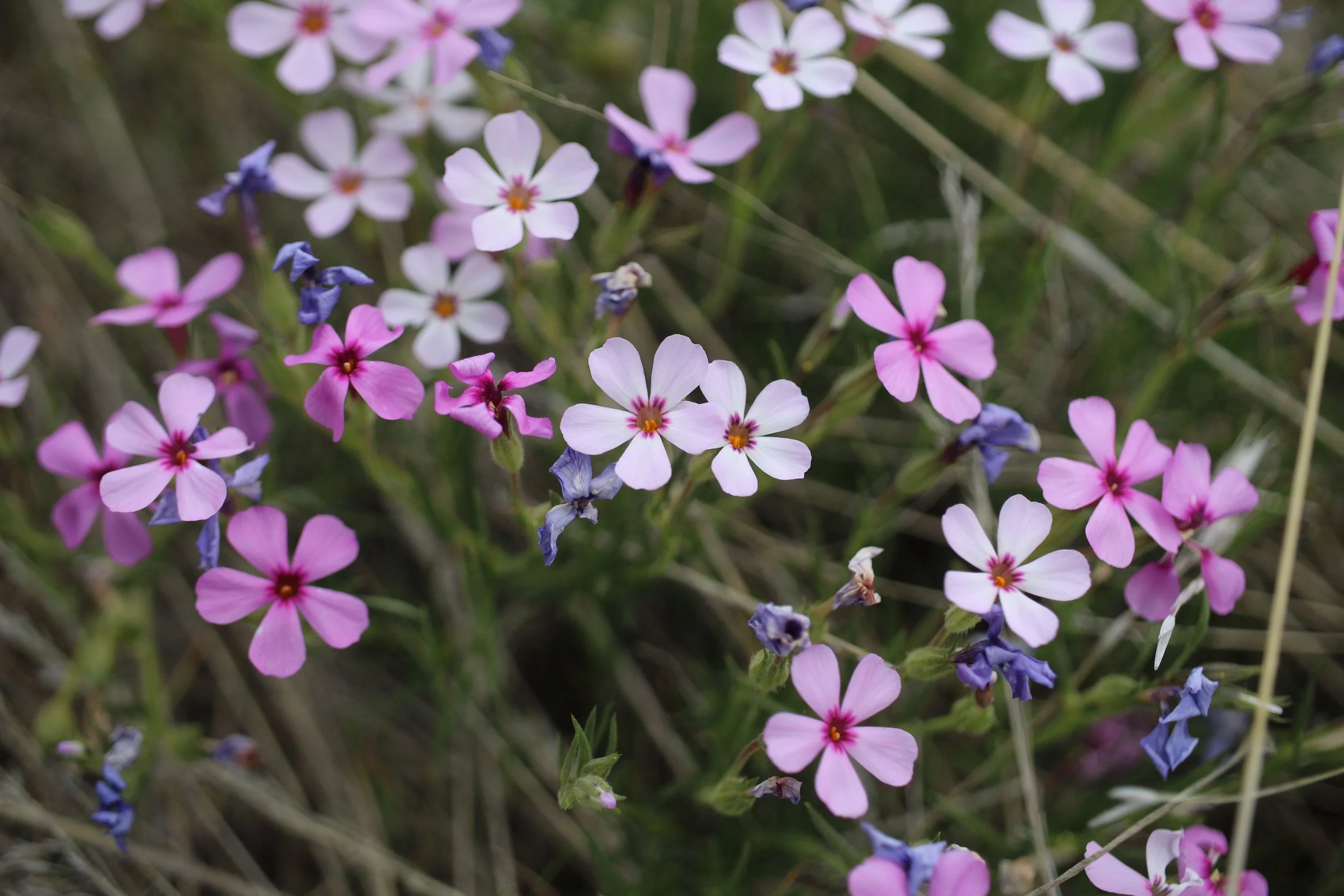 spreading phlox 7.JPG