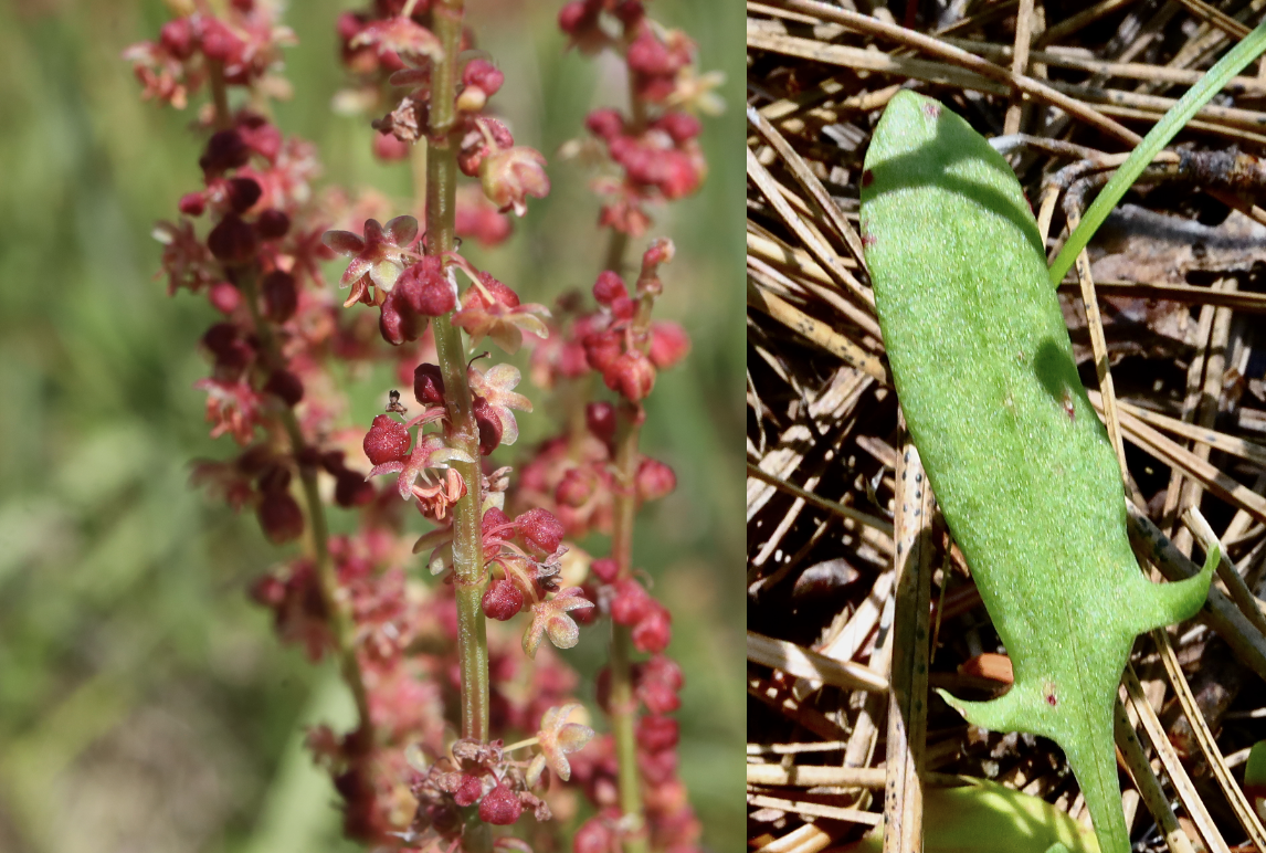 Sheep Sorrel  //  Rumex acetosella  --  Camassia Nature Preserve 5/18/2026