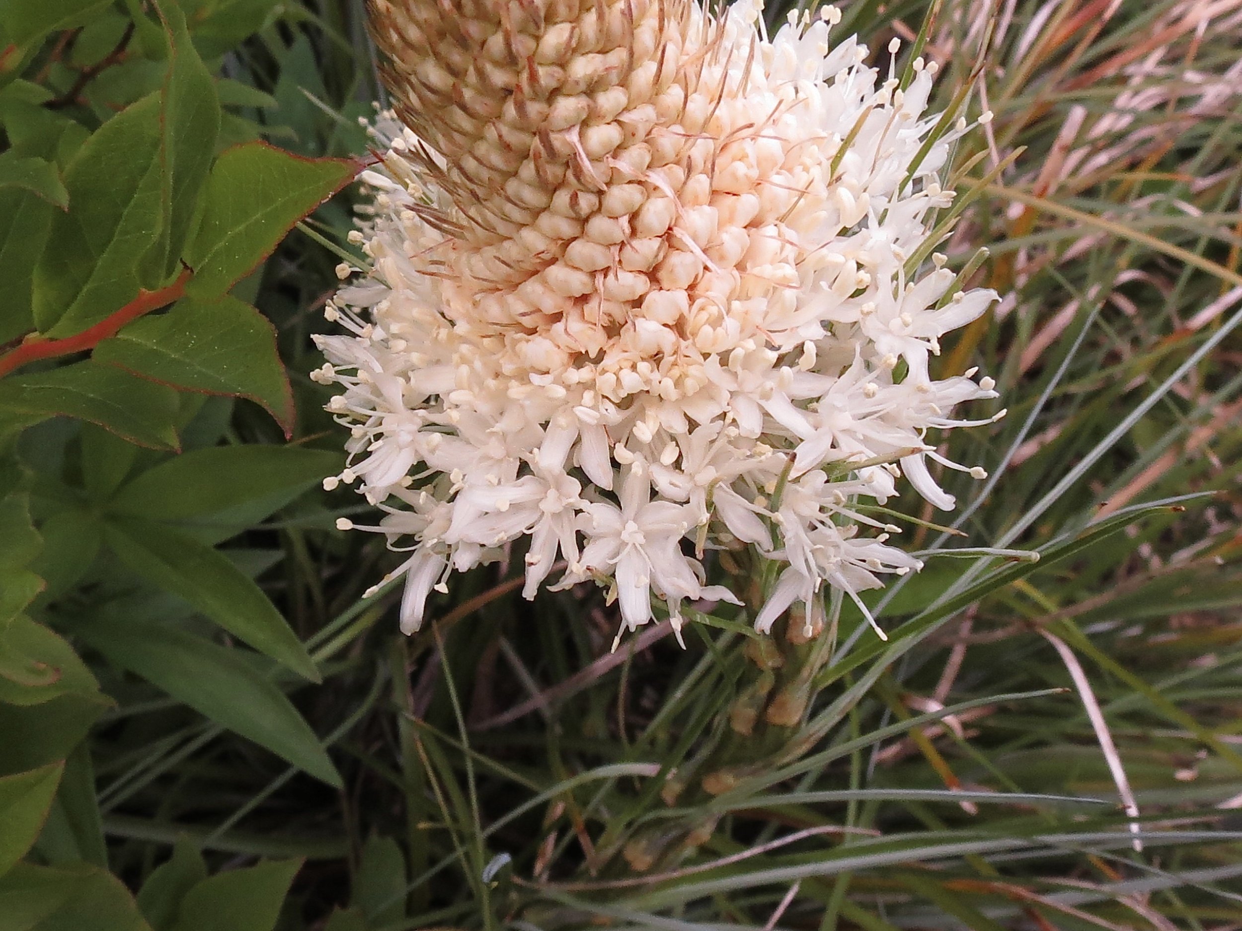 bear grass main.JPG