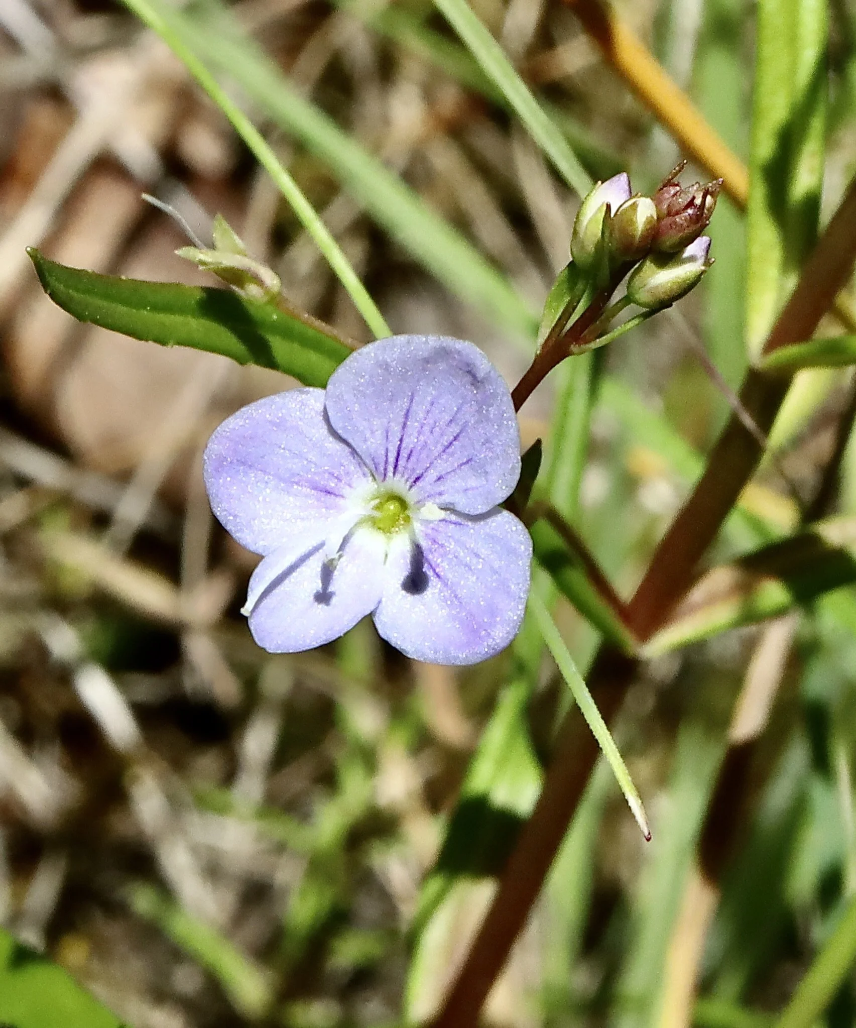 Notice the narrow skinny leaf behind the flower