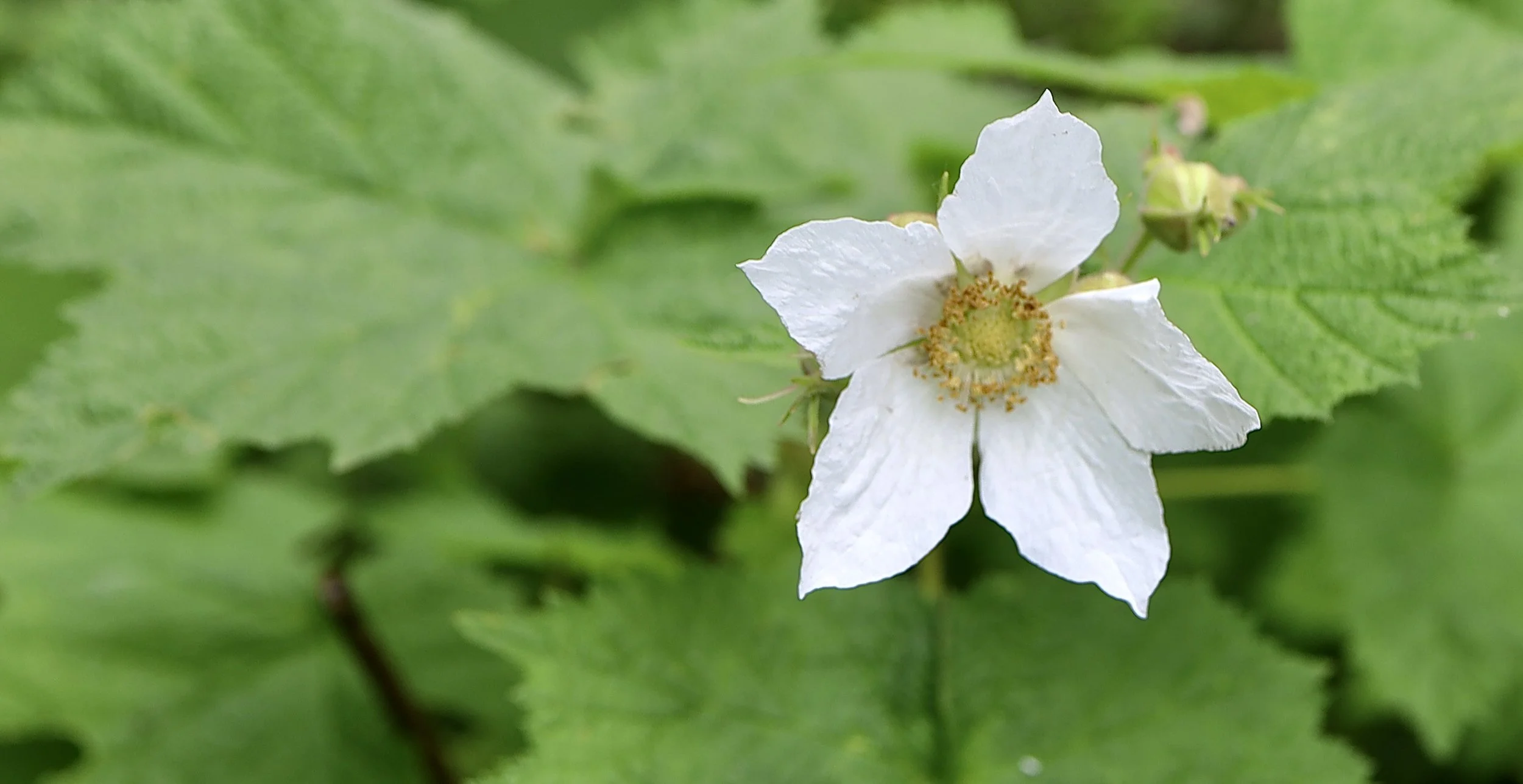 flower and leaves 1.JPG