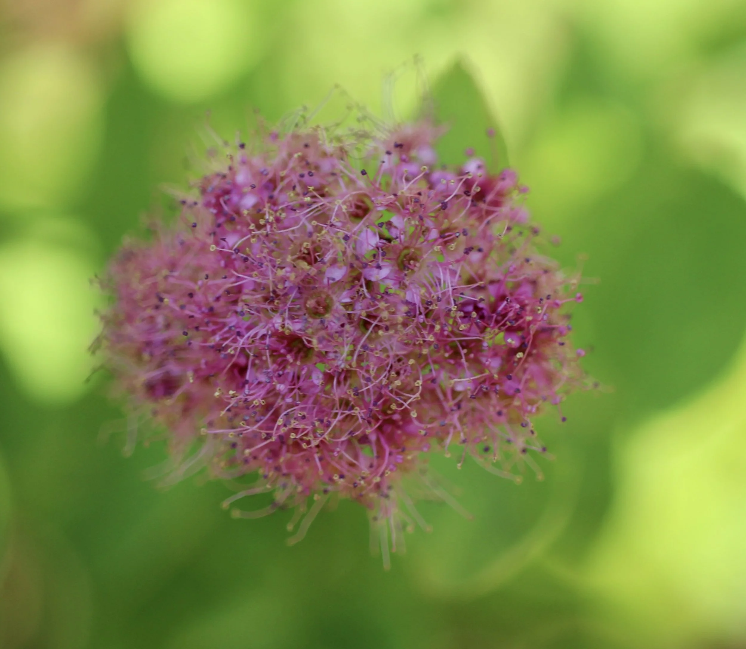 rosy spiraea close up.JPG