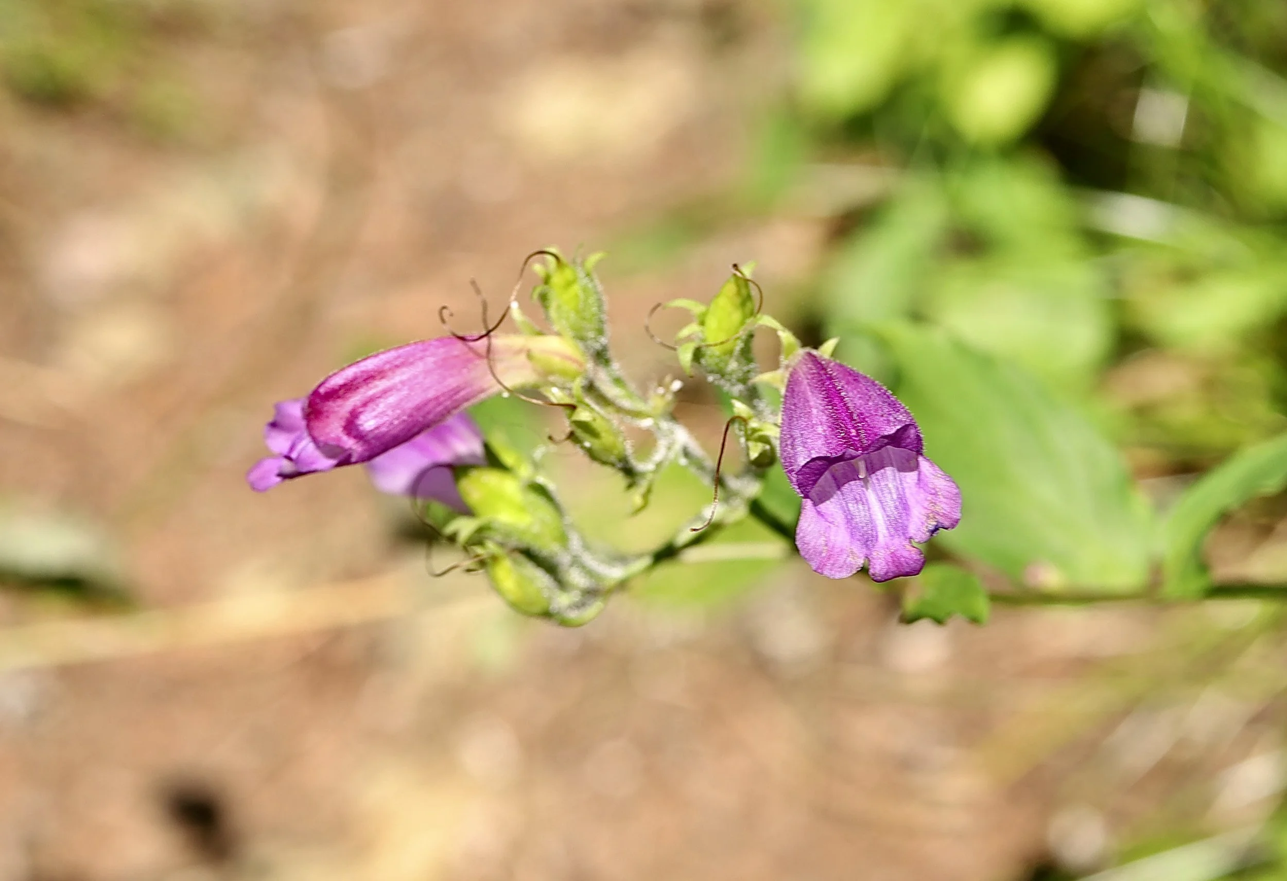Woodland Beardtongue  //  Nothochelone nemorosa  --  Bird Creek Meadows  8/12/2026