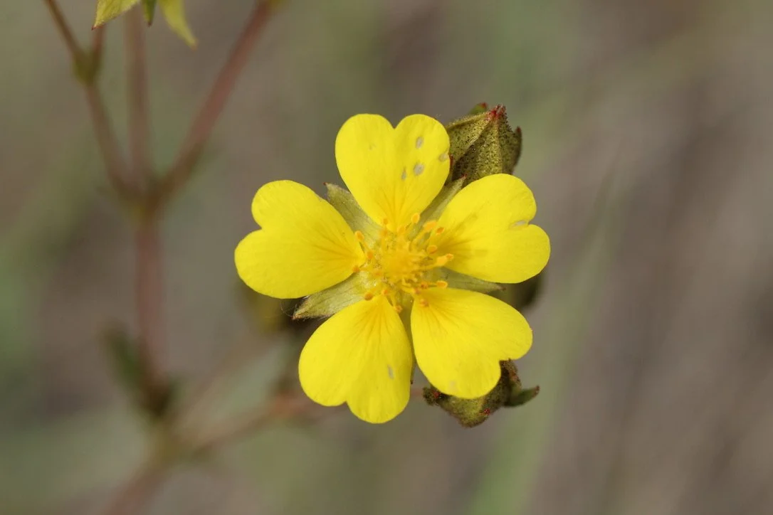 close up slightly fuzzy pic.jpeg