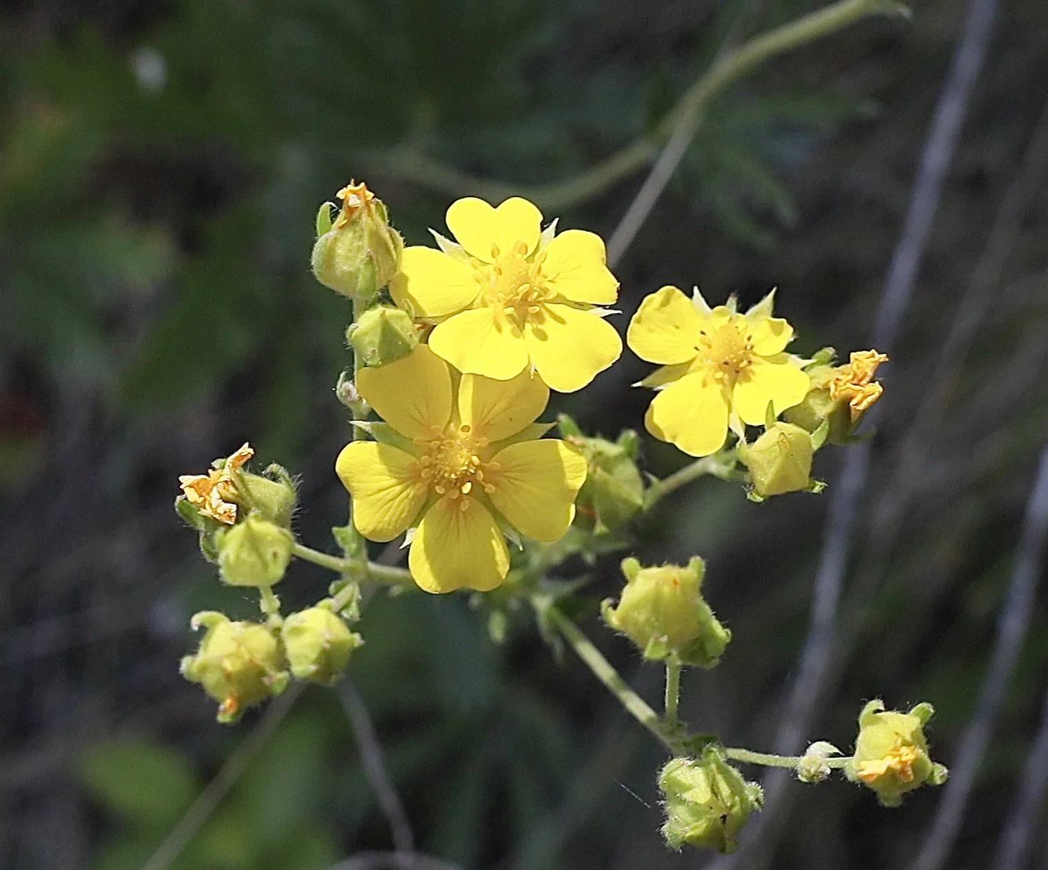 better close up, multiple flowers.jpeg