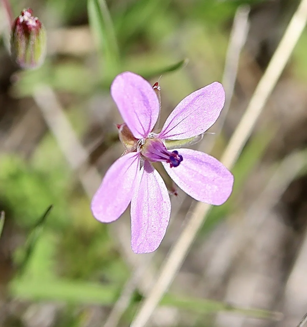 redstem stork's bill 2.JPG