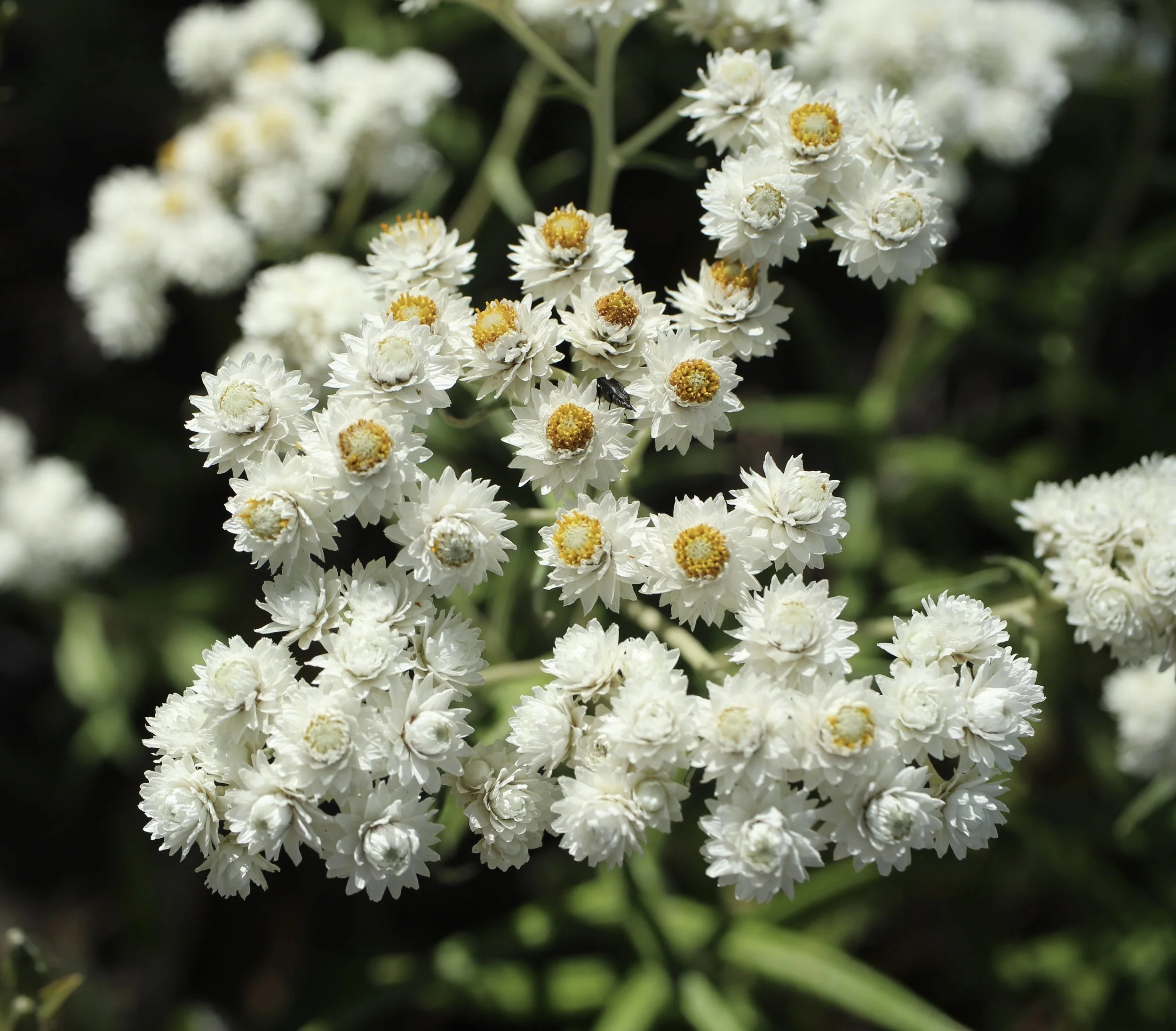 Photo taken on the Vista Ridge trail near Elk Cove, July 26, 2023.  Click on this photo to return to the White Wildflowers page