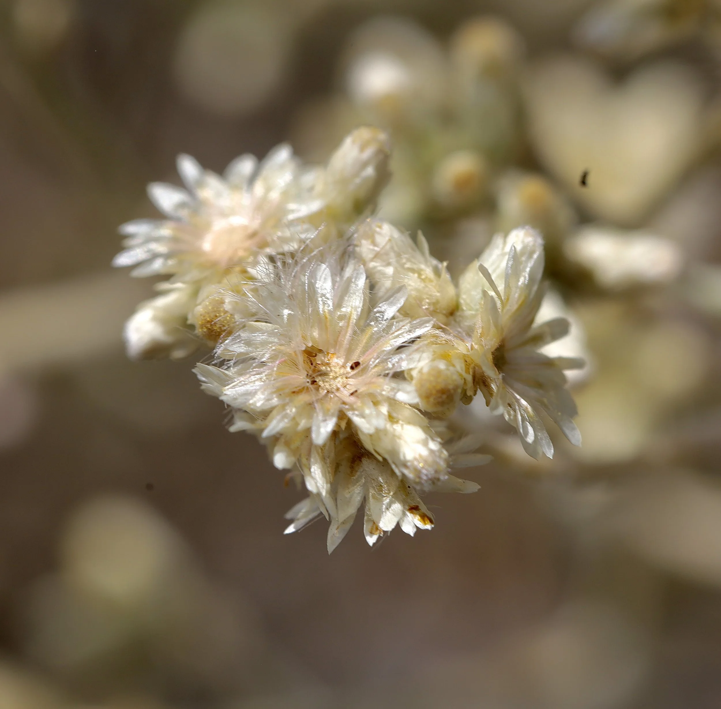 Going to seed