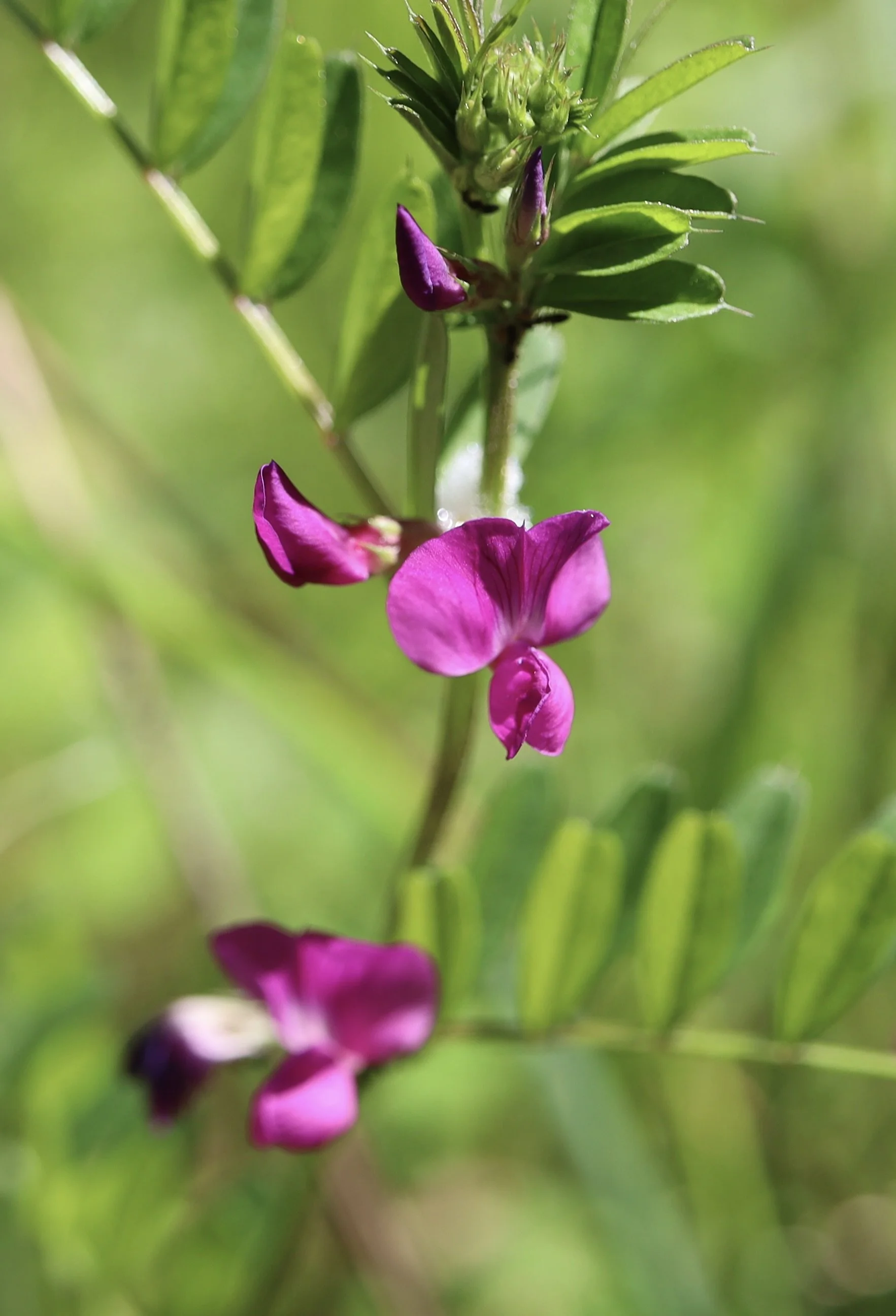 common vetch.JPG