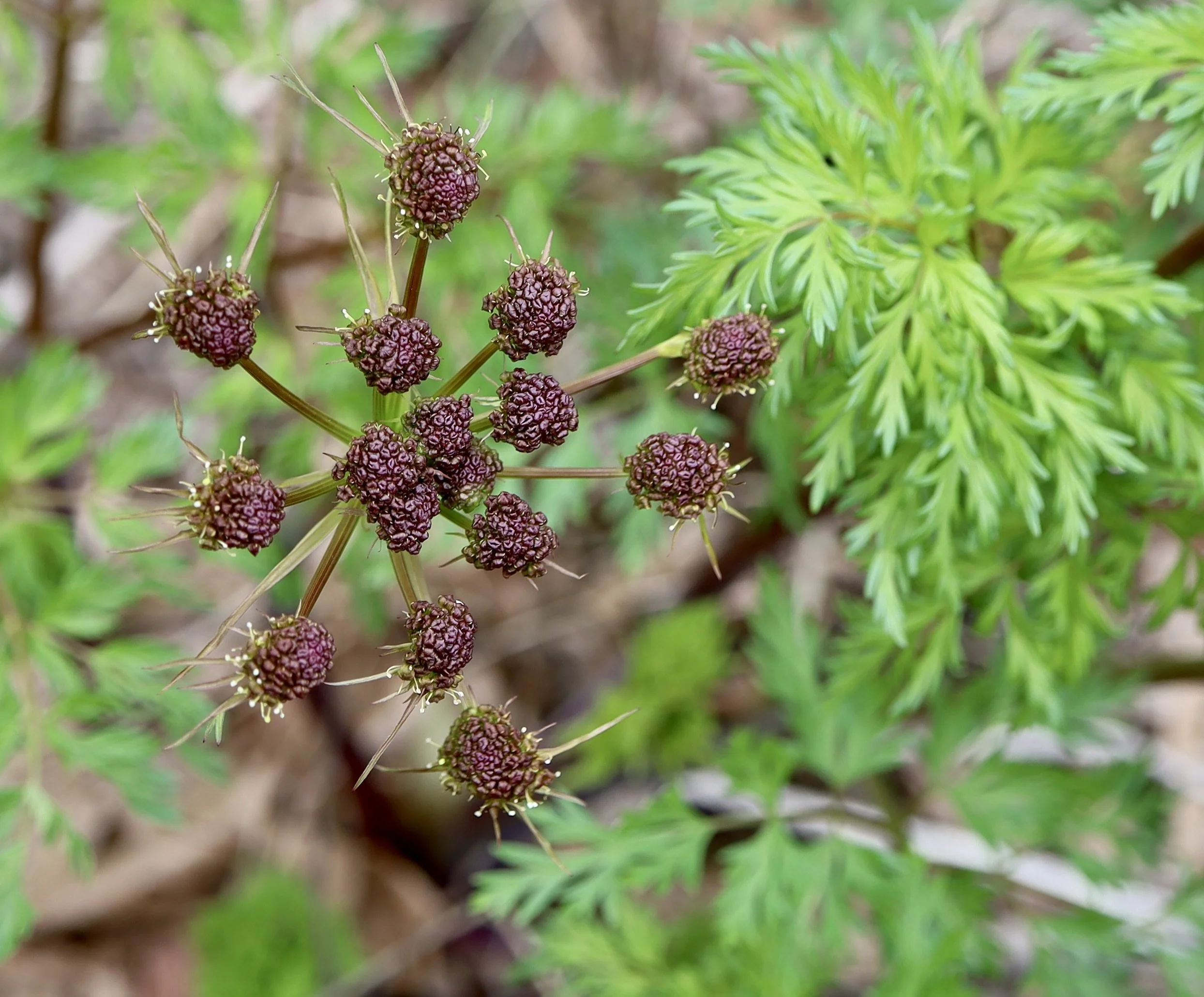 Flowers can be either brownish-purple or yellow