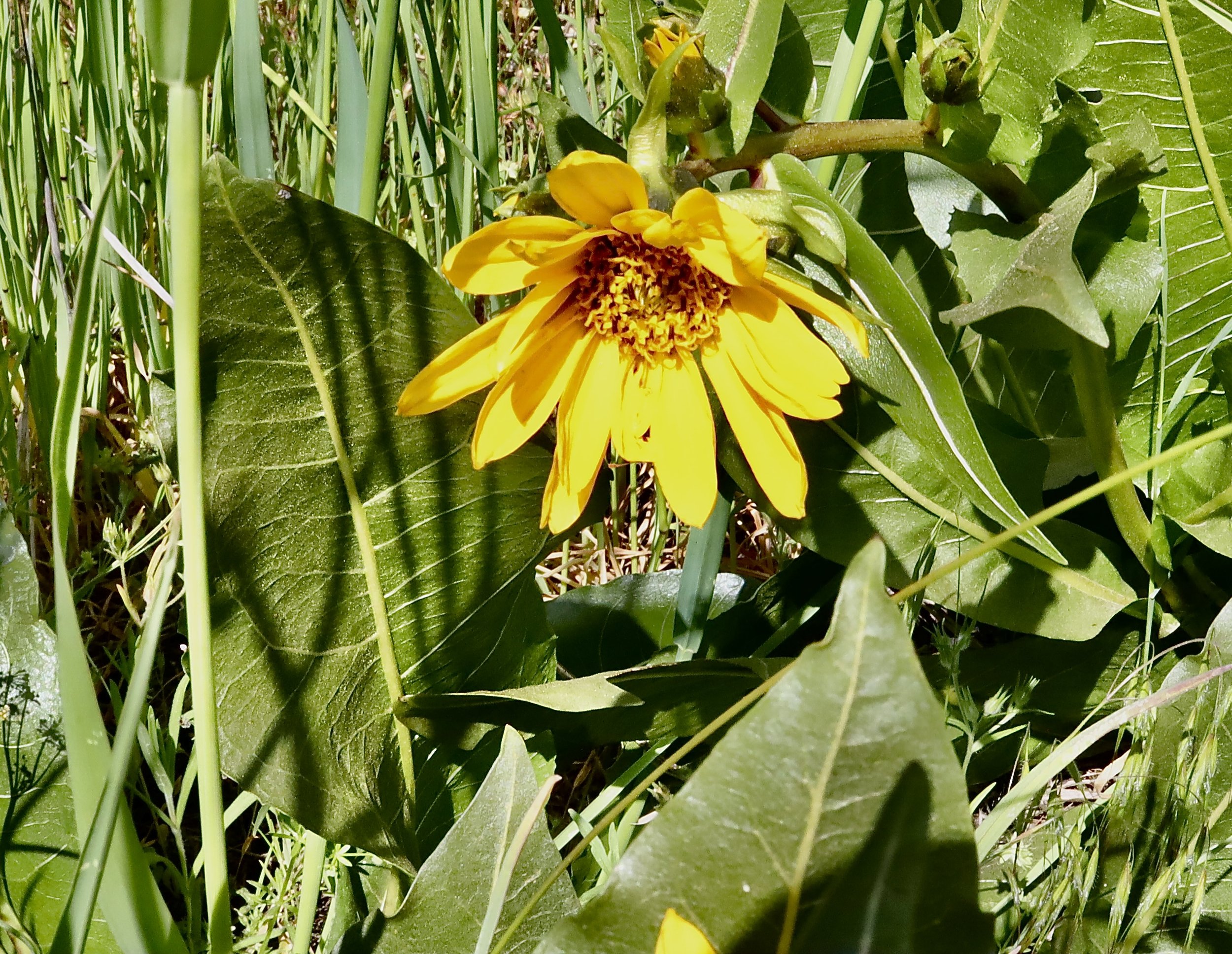 northern mule's ears 5.JPG