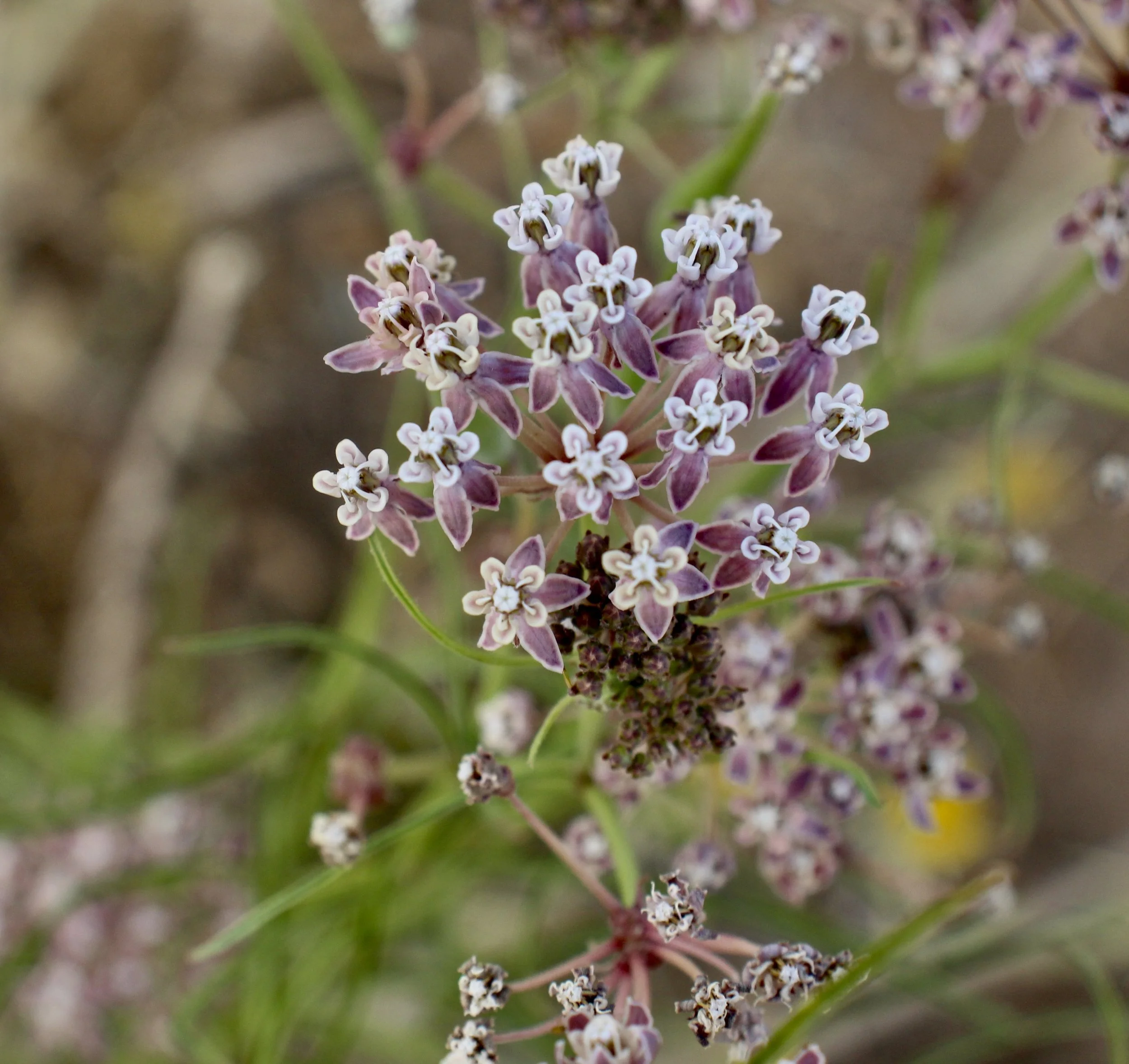 Click on this photo to return to the Red/Pink Wildflowers page