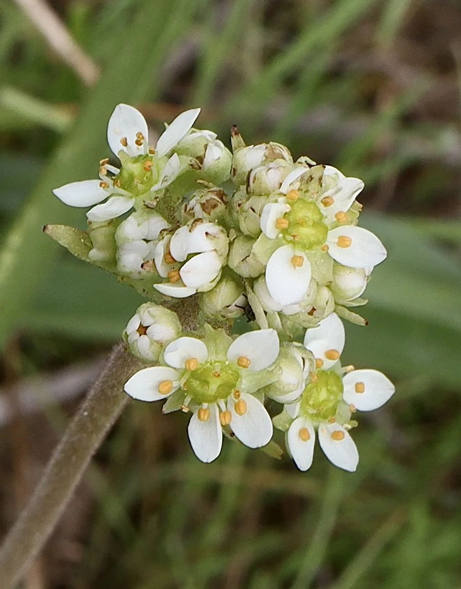 oregon saxifrage 7.JPG