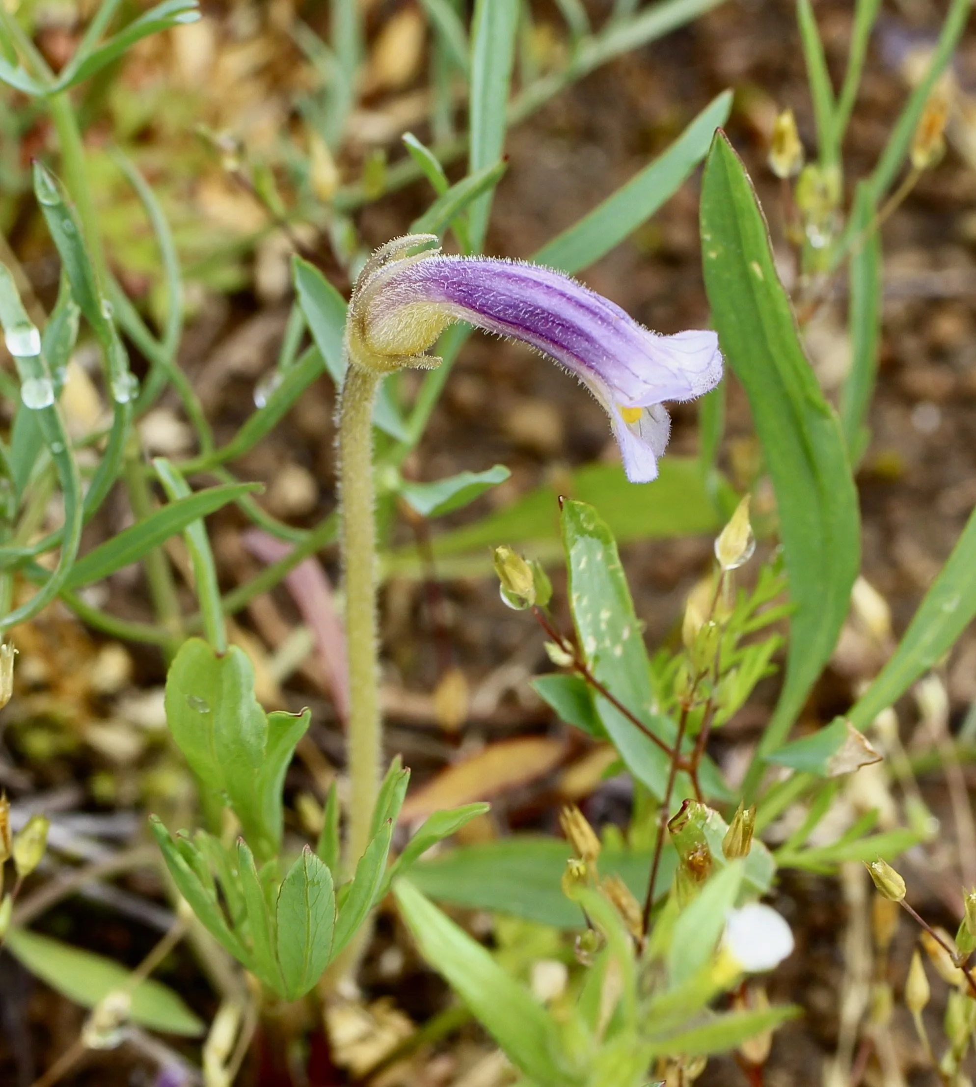 Camassia Nature Preserve, 5/23/2024