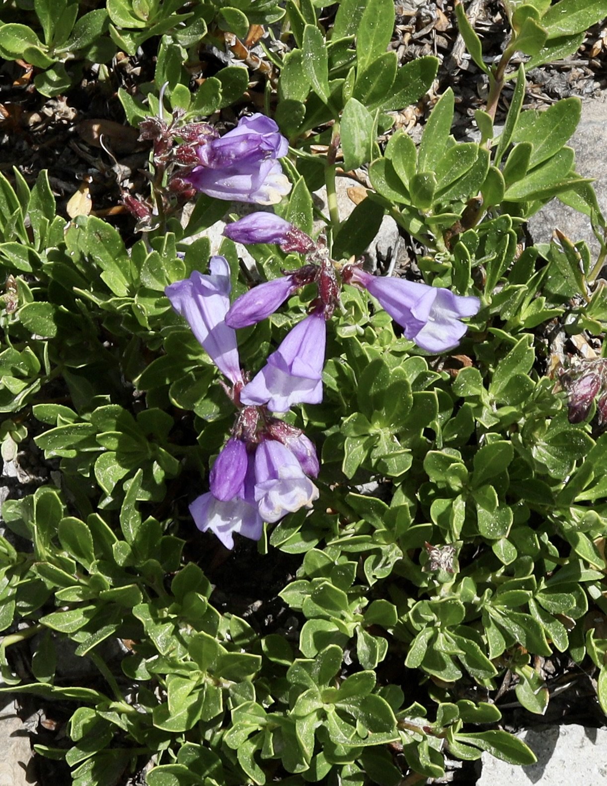 davidson's penstemon 1.JPG