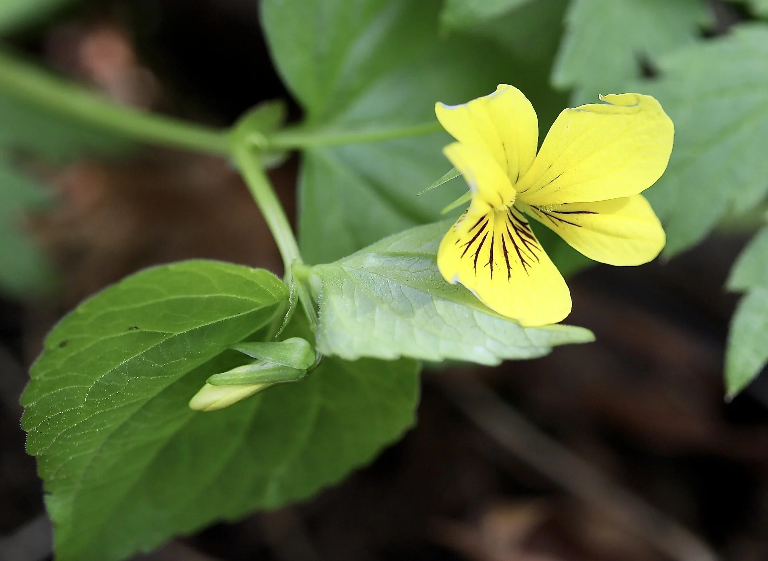 stream violet new.JPG