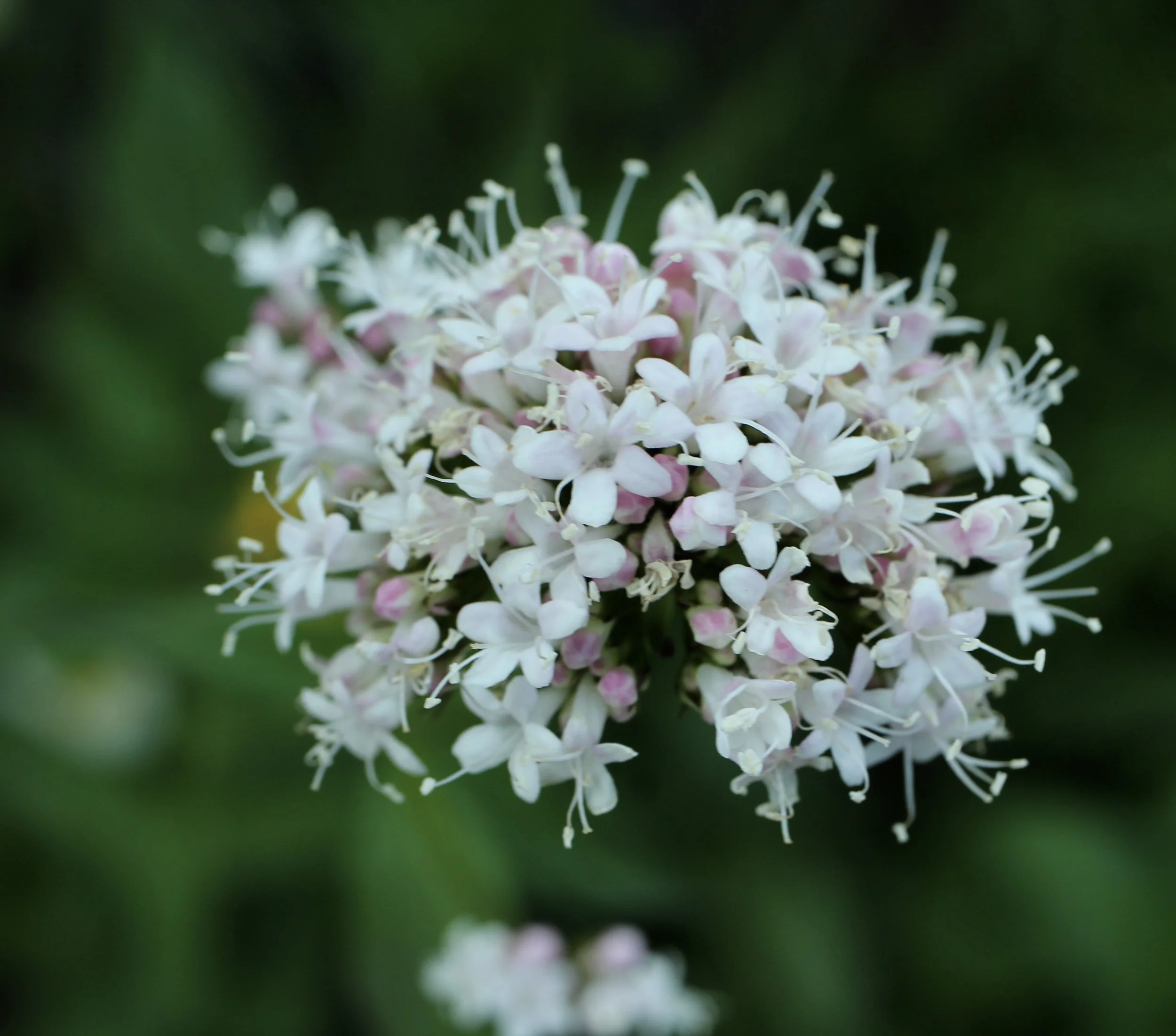 Click on this photo to return to the White Wildflowers page