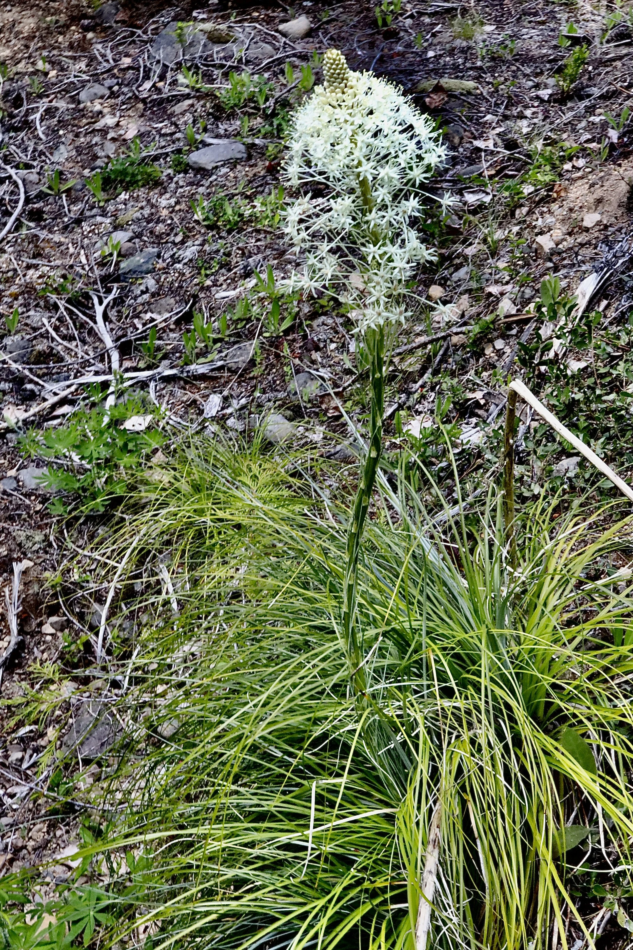 Beargrass  //  Xerophyllum ten ax  --  Babyshoe Pass 6/1/2026