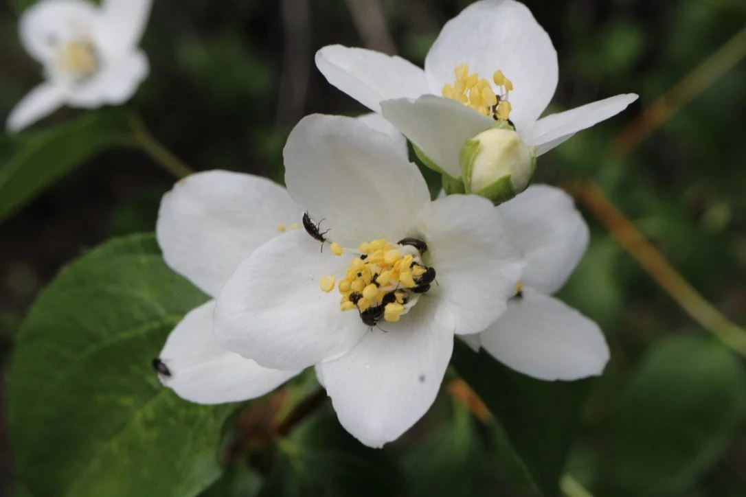 Mock Orange  //  Philadelphus lewisii