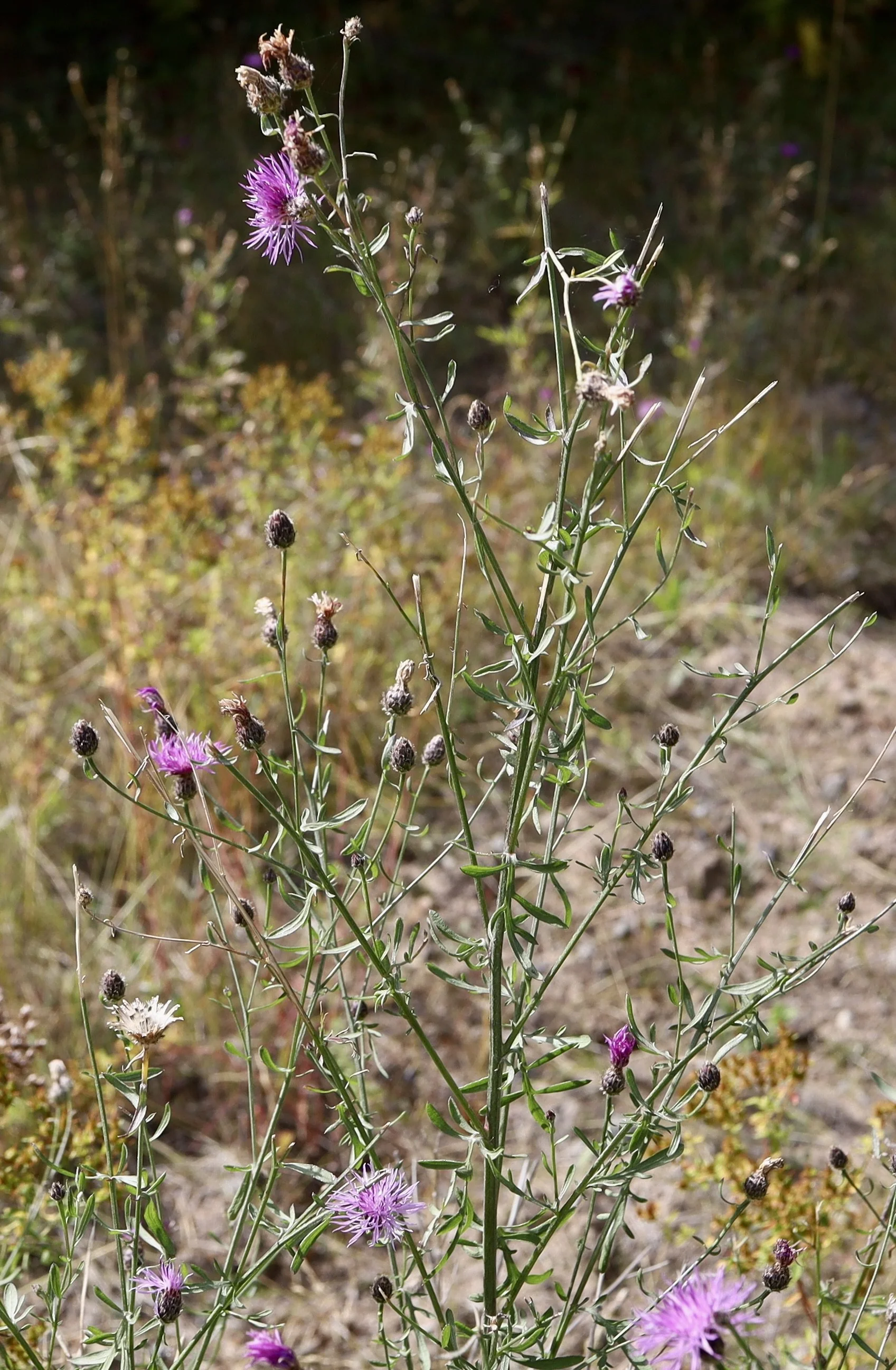 spotted knapweed whole plant.JPG